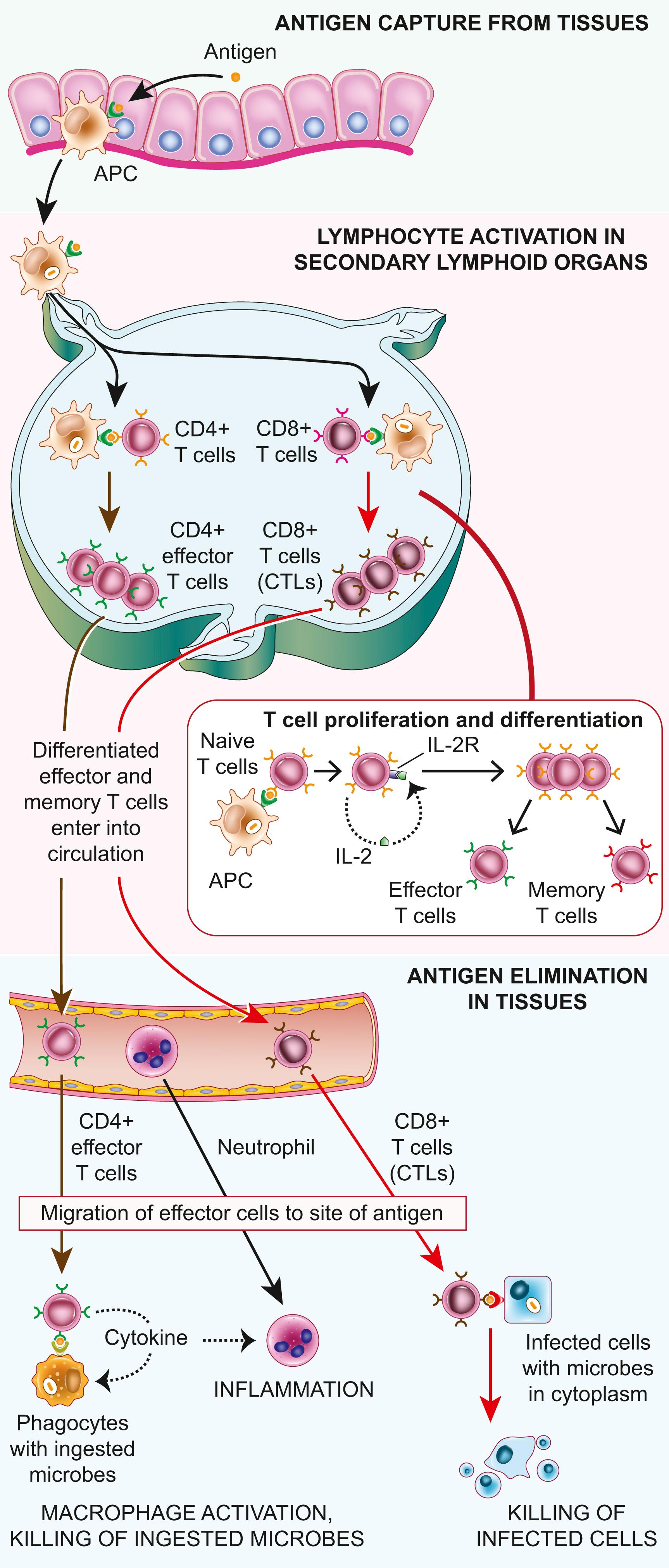 FIG. 5.7, Cell-mediated immunity. Dendritic cells (DCs) capture microbial antigens from epithelia and tissues and transport the antigens to lymph nodes. During this process, the DCs mature and express high levels of MHC molecules and costimulators. Naïve T cells recognize MHC-associated peptide antigens displayed on DCs. The T cells are activated to proliferate and to differentiate into effector and memory cells, which migrate to sites of infection and serve various functions in cell-mediated immunity. CD4+ effector T cells of the Th1 subset recognize the antigens of microbes ingested by phagocytes and activate the phagocytes to kill the microbes; other subsets of effector cells enhance leukocyte recruitment and stimulate different types of immune responses. CD8+ cytotoxic T lymphocytes (CTLs) kill infected cells harboring microbes in the cytoplasm. Some activated T cells remain in the lymphoid organs and help B cells to produce antibodies, and some T cells differentiate into long-lived memory cells (not shown). APC, Antigen-presenting cell.