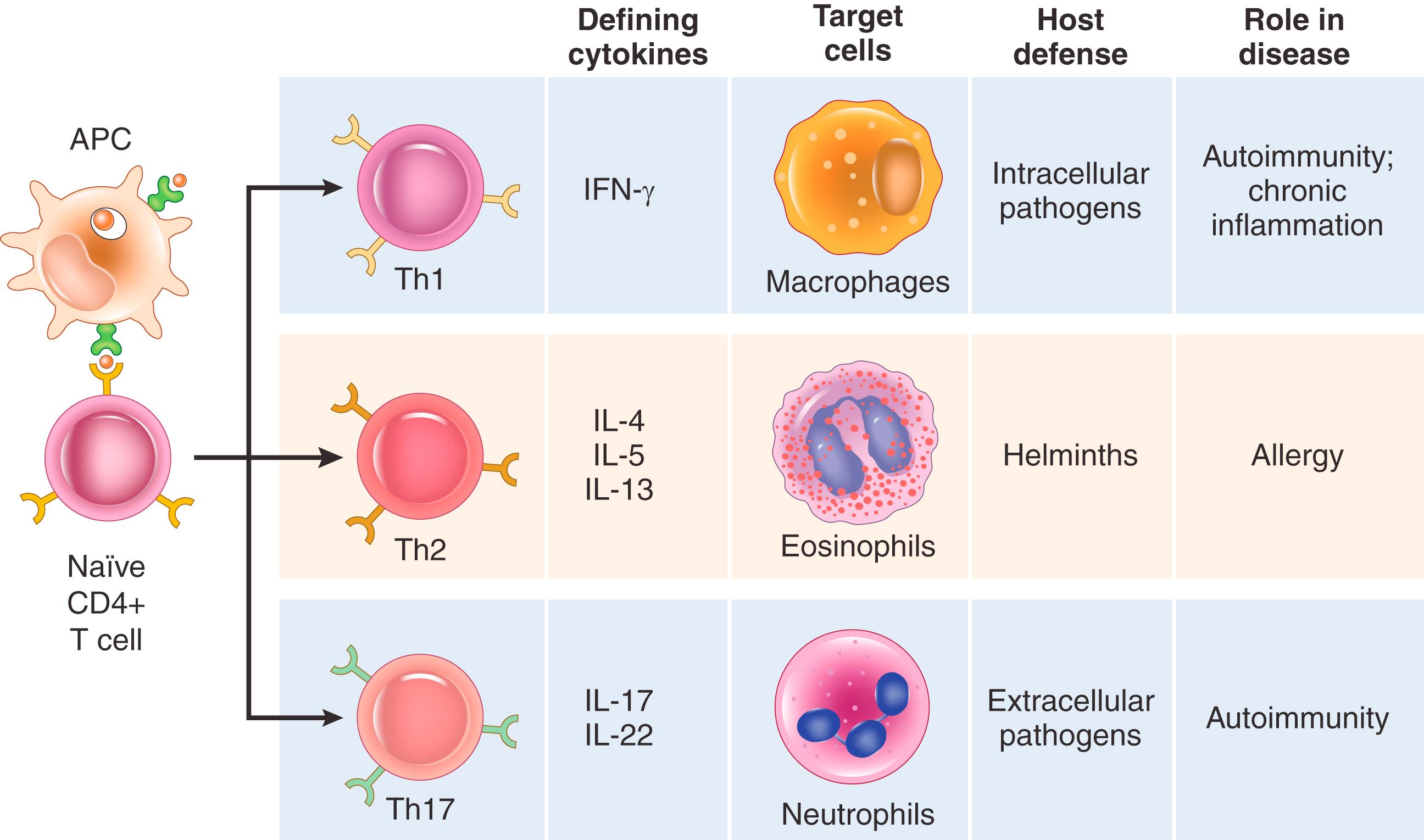 FIG. 5.8, Subsets of helper T (Th) cells. In response to stimuli (mainly cytokines) present at the time of antigen recognition, naïve CD4+ T cells may differentiate into populations of effector cells that produce distinct sets of cytokines that act on different cells (indicated as target cells) and mediate different functions. The roles of these subsets in host defense and immunologic diseases are summarized. Some activated T cells produce multiple cytokines and do not fall into a distinct subset. APC , Antigen-presenting cell; IFN-γ, interferon-gamma; IL , interleukin.