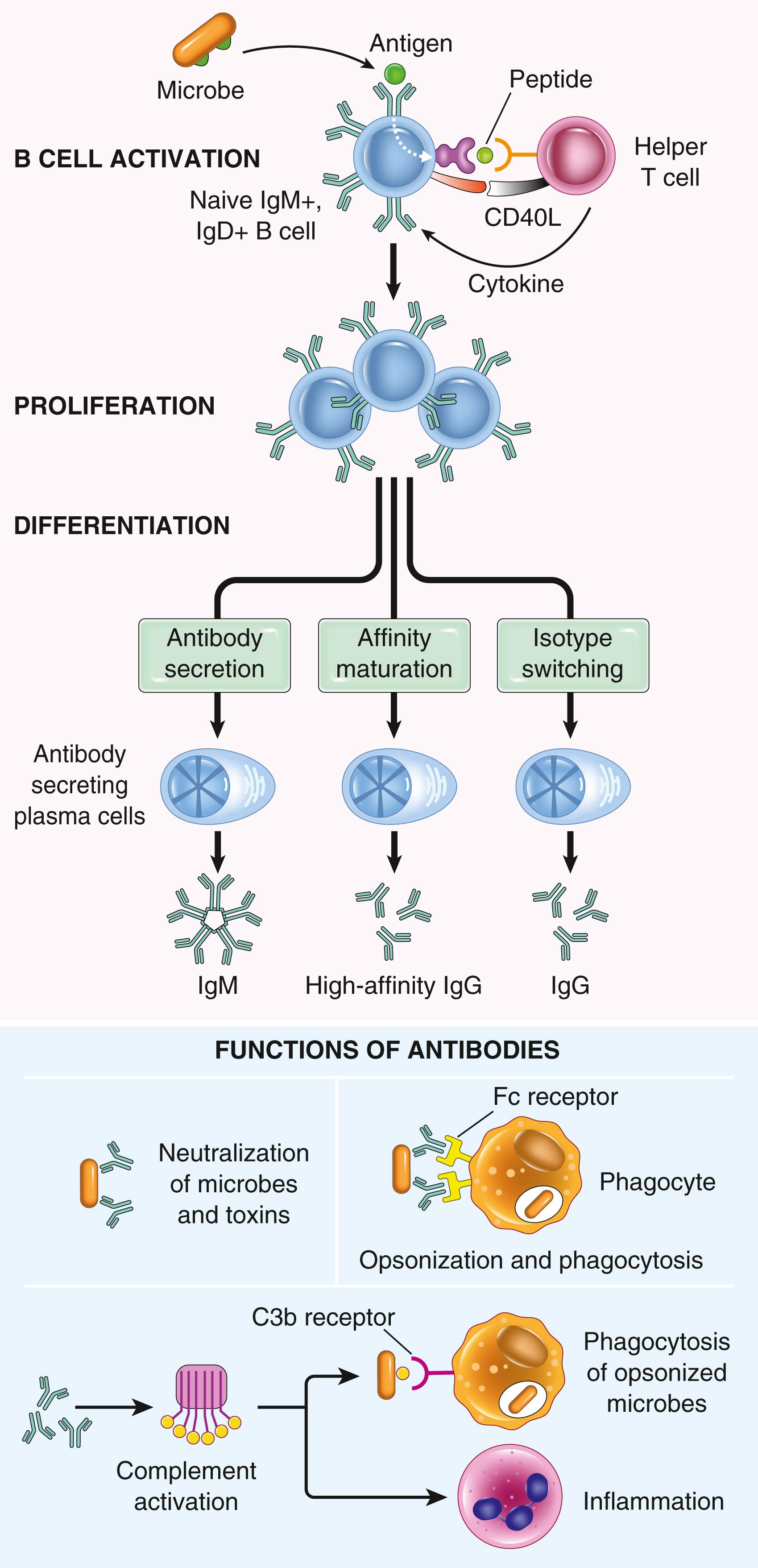 FIG. 5.9, Humoral immunity. Naïve B lymphocytes recognize antigens, and under the influence of Th cells and other stimuli (not shown), the B cells are activated to proliferate and to differentiate into antibody-secreting plasma cells. Some of the activated B cells undergo heavy-chain class switching and affinity maturation, and some become long-lived memory cells. Antibodies of different heavy-chain classes (isotypes) perform different effector functions. Note that the antibodies shown are IgG; these and IgM activate complement; and the specialized functions of IgA (mucosal immunity) and IgE (mast cell and eosinophil activation) are not shown.