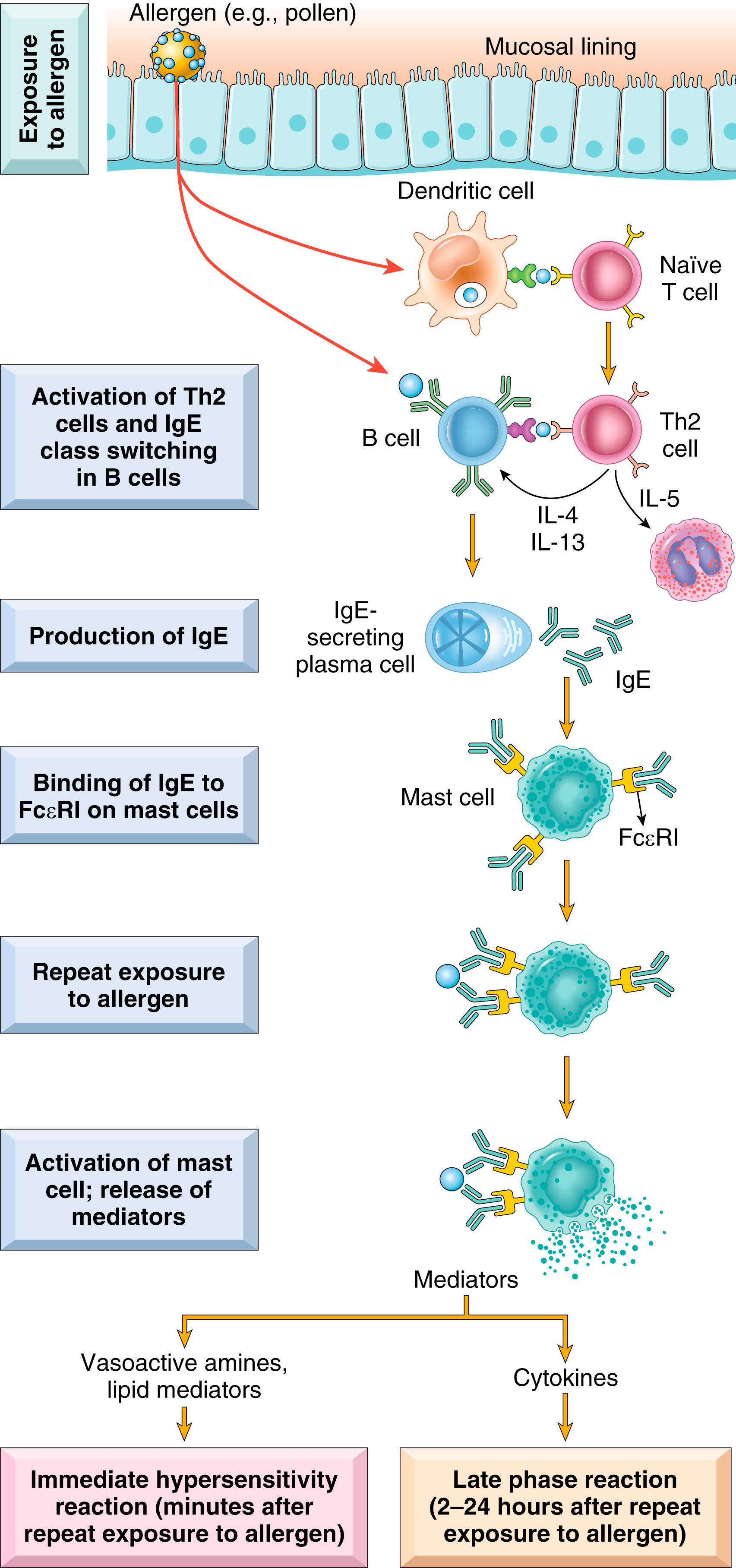 FIG. 5.10, Sequence of events in immediate (type I) hypersensitivity. Immediate hypersensitivity reactions are initiated by the introduction of an allergen, which stimulates Th2 responses and IgE production in genetically susceptible individuals. IgE binds to Fc receptors (FcεRI) on mast cells, and subsequent exposure to the allergen activates the mast cells to secrete the mediators that are responsible for the pathologic manifestations of immediate hypersensitivity.