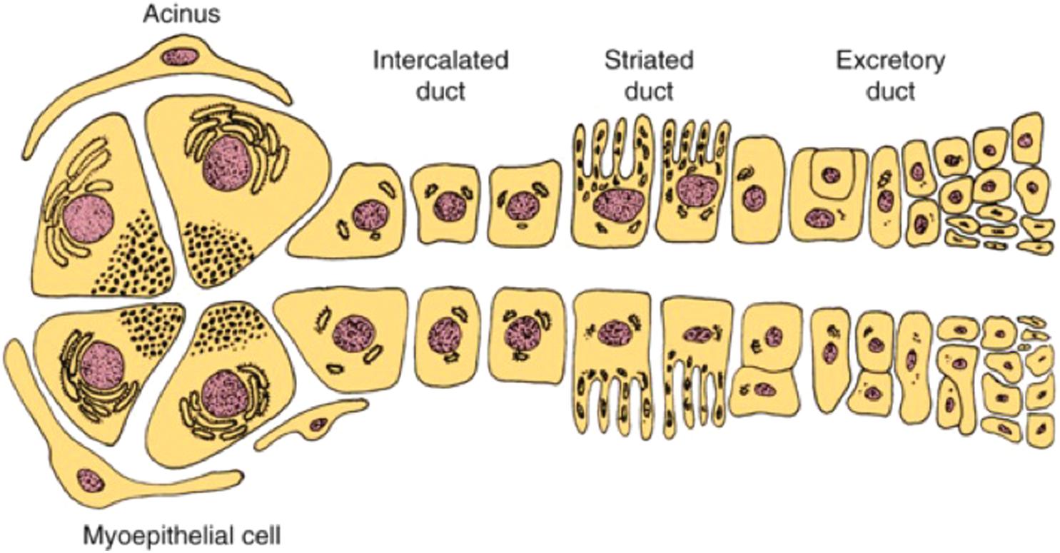 Fig. 15.1, Histology of the salivary gland unit.