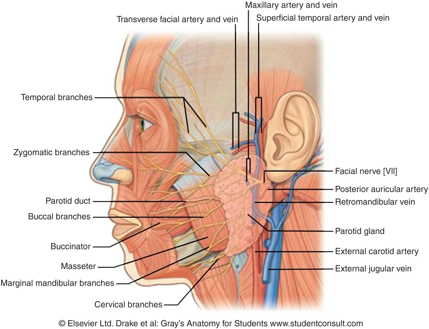 Fig. 15.2, Anatomy of the parotid gland and surrounding structures.