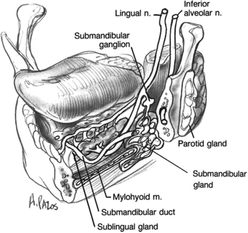 Fig. 15.4, Anatomy of the sublingual gland and surrounding structures.