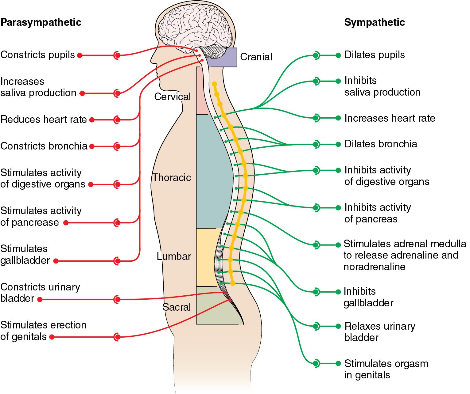 Fig. 15.1, Anatomy and functions of the autonomic nervous system.