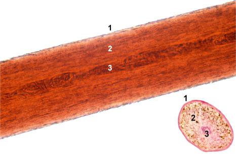 Fig. 22.23, Hair shaft: Note the cortex (2) and the cuticle (1). Sometimes, the medulla is easily visualized (3).