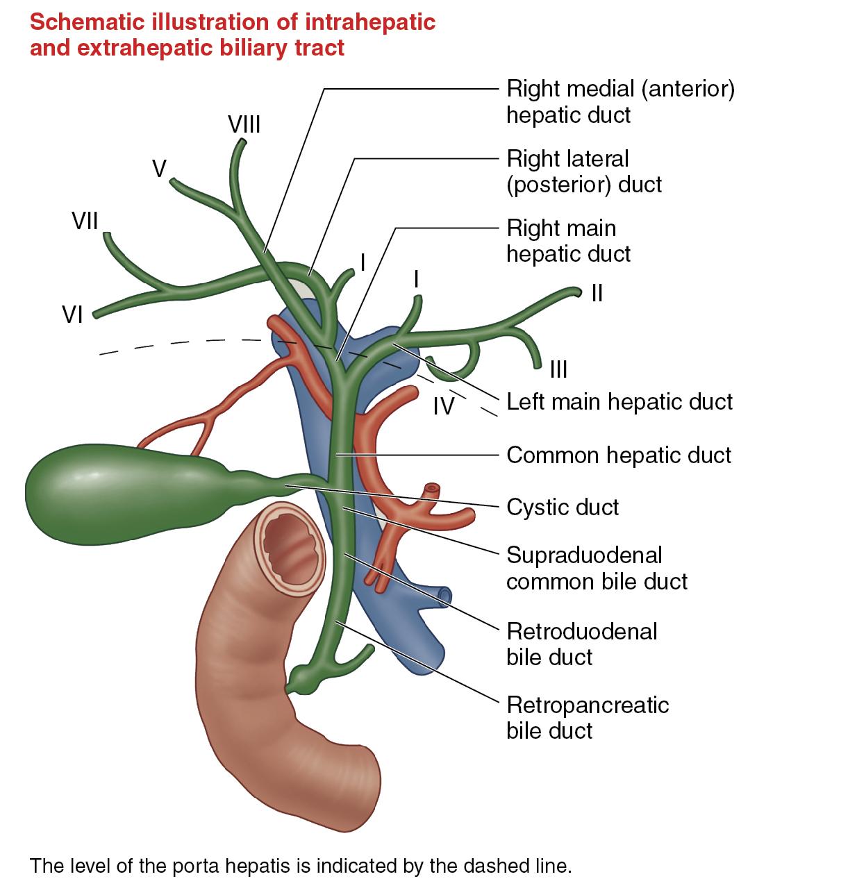 Diseases of the liver and biliary tract Biology Diagrams