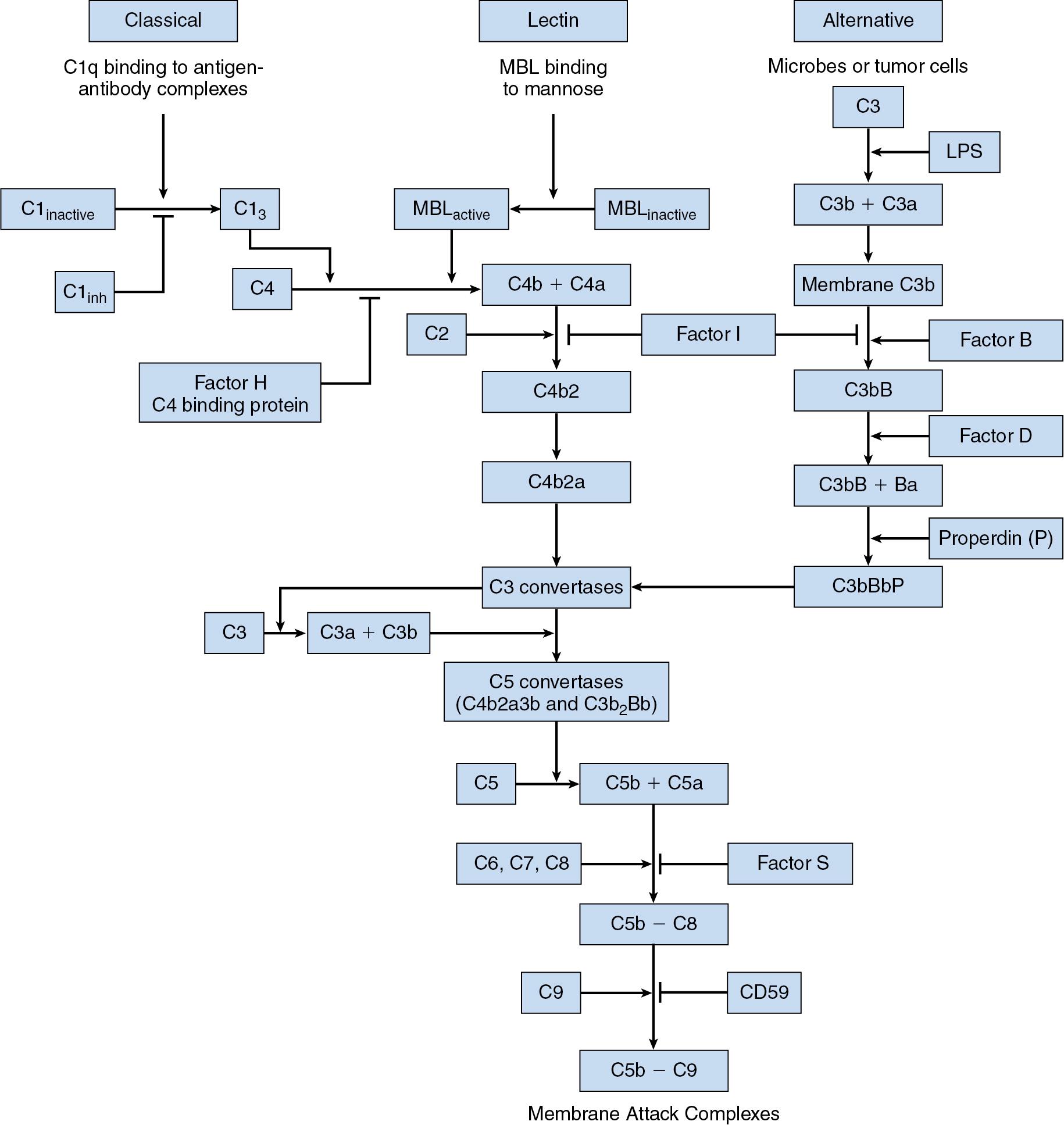 Fig. 26.2, Activation of the complement cascade. Complement activation can occur via classical and lectin pathways or by alternative pathways. In the classical pathway, binding of an antigen-antibody complex to C1q is the triggering event. In the lectin pathway, mannose residues on bacteria bind to mannose binding lectin (MBL), setting off complement activation. The alternative pathway can be activated by microbes or tumor cells. All pathways lead to formation of C3, which is important in immune complex modification, opsonization, and lymphocyte activation. The terminal common pathway that flows from all three activation pathways leads to production of the membrane attack complex C5b-9, which lyses cells. C1 inh, C1 inhibitor; LPS, lipopolysaccharide.