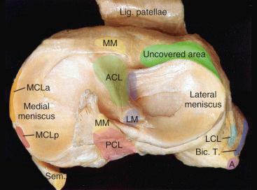 Dislocations and Soft Tissue Injuries of the Knee Biology Diagrams