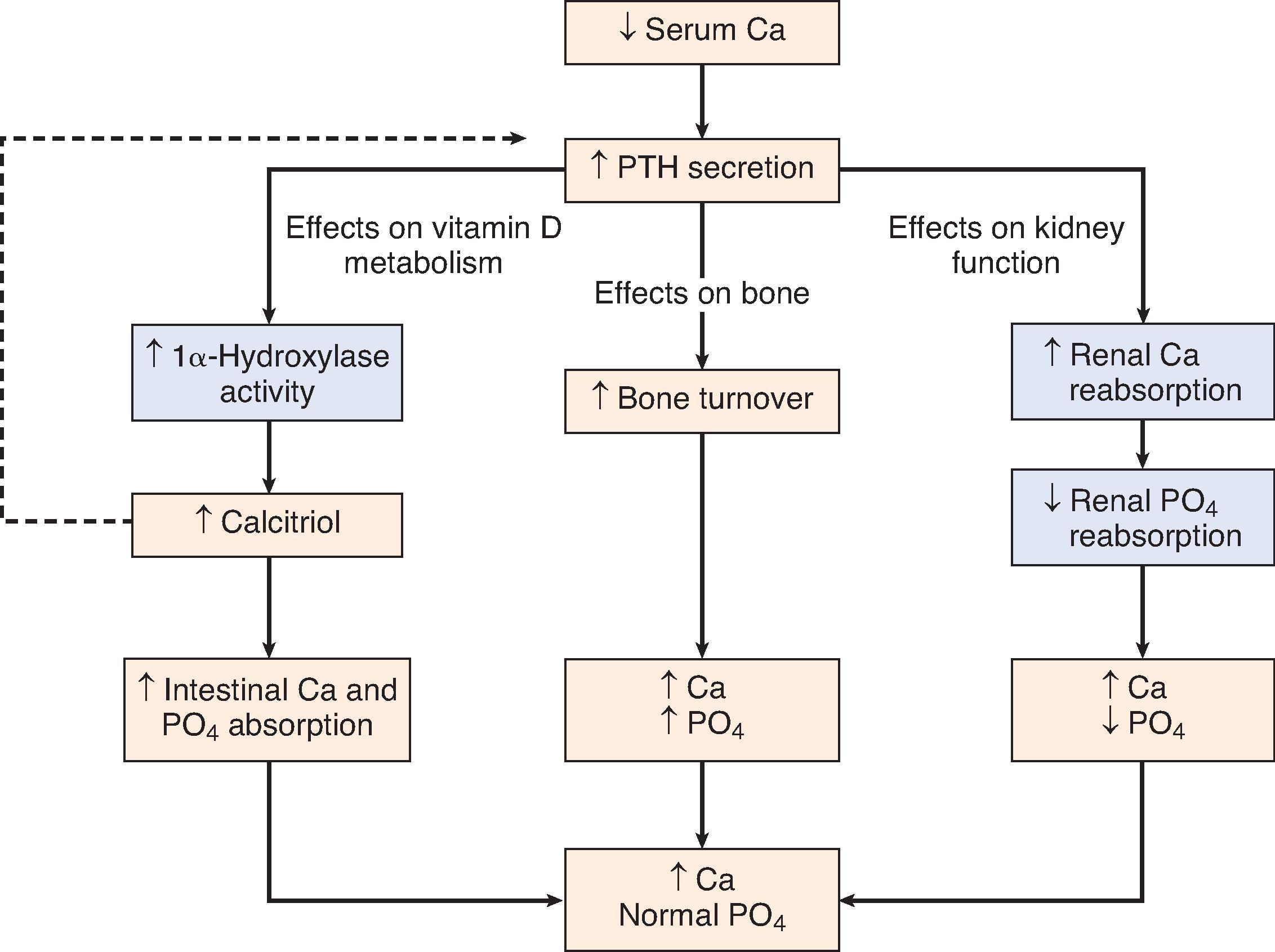 Fig. 11.1, Normal homeostatic response to hypocalcemia. In the presence of hypocalcemia, secretion of parathyroid hormone (PTH) is increased. PTH acts on three target organs. PTH works at the intestine indirectly by first increasing the 1α-hydroxylase activity in the kidney; this enzyme converts calcidiol to calcitriol, which increases intestinal absorption of both calcium and phosphorus. Calcitriol then negatively feeds back on the parathyroid glands to suppress PTH release (dotted line). In bone, PTH increases bone turnover, resulting in a release of calcium and phosphorus. Last, PTH works directly on the kidney to increase kidney calcium reabsorption and to decrease kidney phosphorus reabsorption. The net effect is a rise in serum calcium but no net change in serum phosphorus. The blue boxes indicate homeostatic steps in the kidney that are abnormal in people with chronic kidney disease. Because of diminished kidney mass, conversion of calcidiol to calcitriol and phosphorus excretion are impaired.