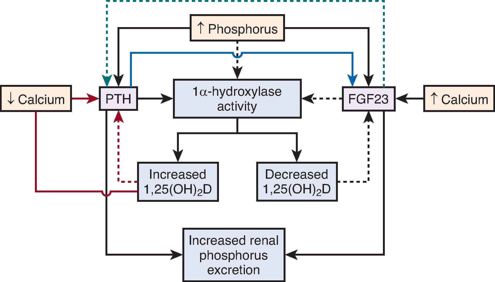 Fig. 11.2, Hormonal control of phosphorus. In the setting of increased phosphorus intake or hyperphosphatemia, both parathyroid hormone (PTH) and fibroblast growth factor 23 (FGF23) are stimulated and induce kidney phosphorus excretion. However, PTH and FGF23 have opposing effects on the CYP27B1 (1α-hydroxylase) to increase and decrease 1,25(OH) 2 D (calcitriol) production, respectively. The increased calcitriol then feeds back to inhibit PTH, and the decreased calcitriol then feeds back to inhibit FGF23 (as calcitriol normally stimulates FGF23). Hypocalcemia also stimulates PTH, and recent data suggest hypercalcemia stimulates FGF23. The solid lines represent an increase in levels; the dotted lines represent a decrease or inhibition of levels. (Adapted from Moe SM, Sprague SM. Chronic kidney disease–mineral bone disorder. In: Taal MW, Chertow GM, Marsden PA, Skorecki K, Yu ASL, Brenner BM, eds. Brenner and Rector’s the Kidney . 9th ed. Philadelphia: Elsevier Saunders; 2012:2023.)