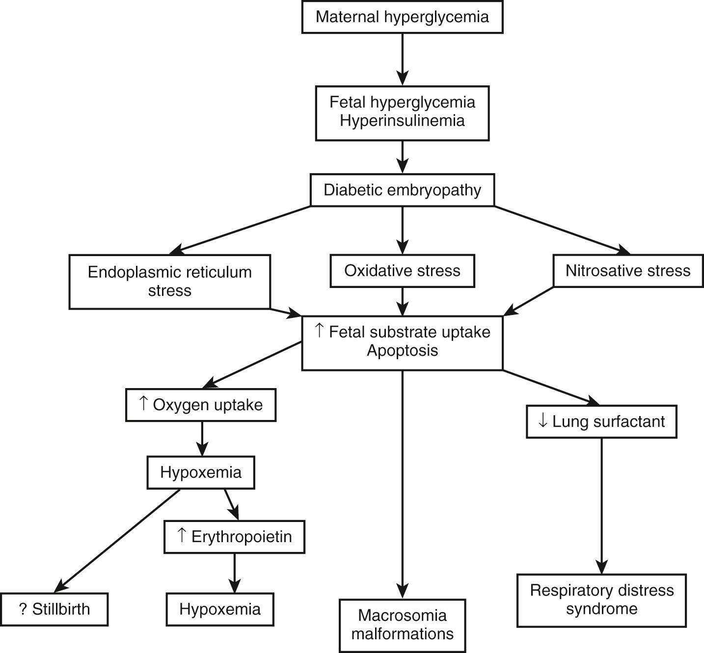 Fig. 86.4, Flow diagram of pathogenic events that result in fetal and neonatal morbidity in infants of diabetic mothers.