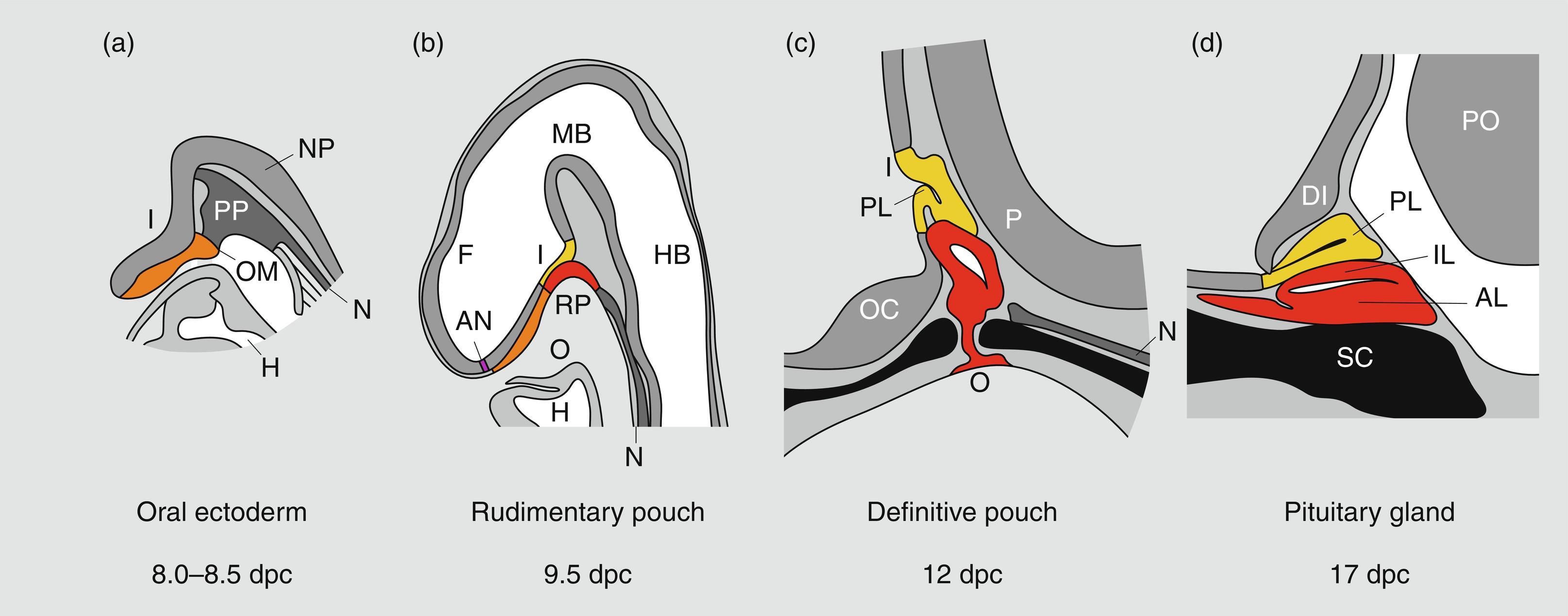 Fig. 11.2, Mouse pituitary development in sagittal section. Stages of development are indicated in dpc. AL , Anterior lobe; AN , anterior neural pore; DI , diencephalon; F , forebrain; H, heart; HB , hindbrain; I , infundibulum; IL , intermediate lobe; MB , midbrain; N , notochord; NP , neural plate; O , oral cavity; OC , optic chiasma; OM , oral membrane; P , pontine flexure; PL , posterior lobe; PO , pons; PP , prechordal plate; RP , Rathke’s pouch; SC , sphenoid cartilage.