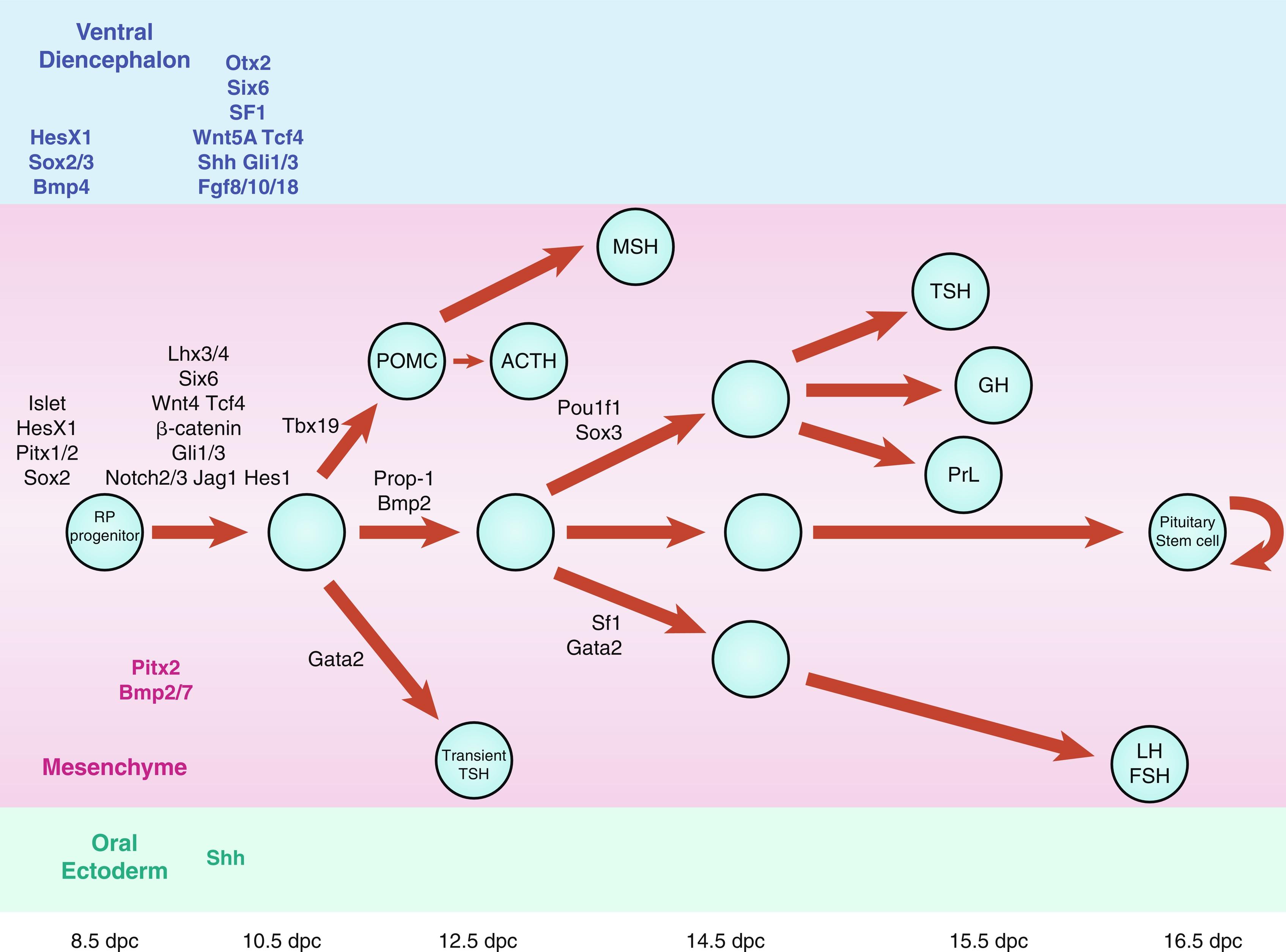 Fig. 11.3, Schematic representation of the developmentmal cascade of genes implicated in human pituitary development with particular reference to pituitary cell differentiation.