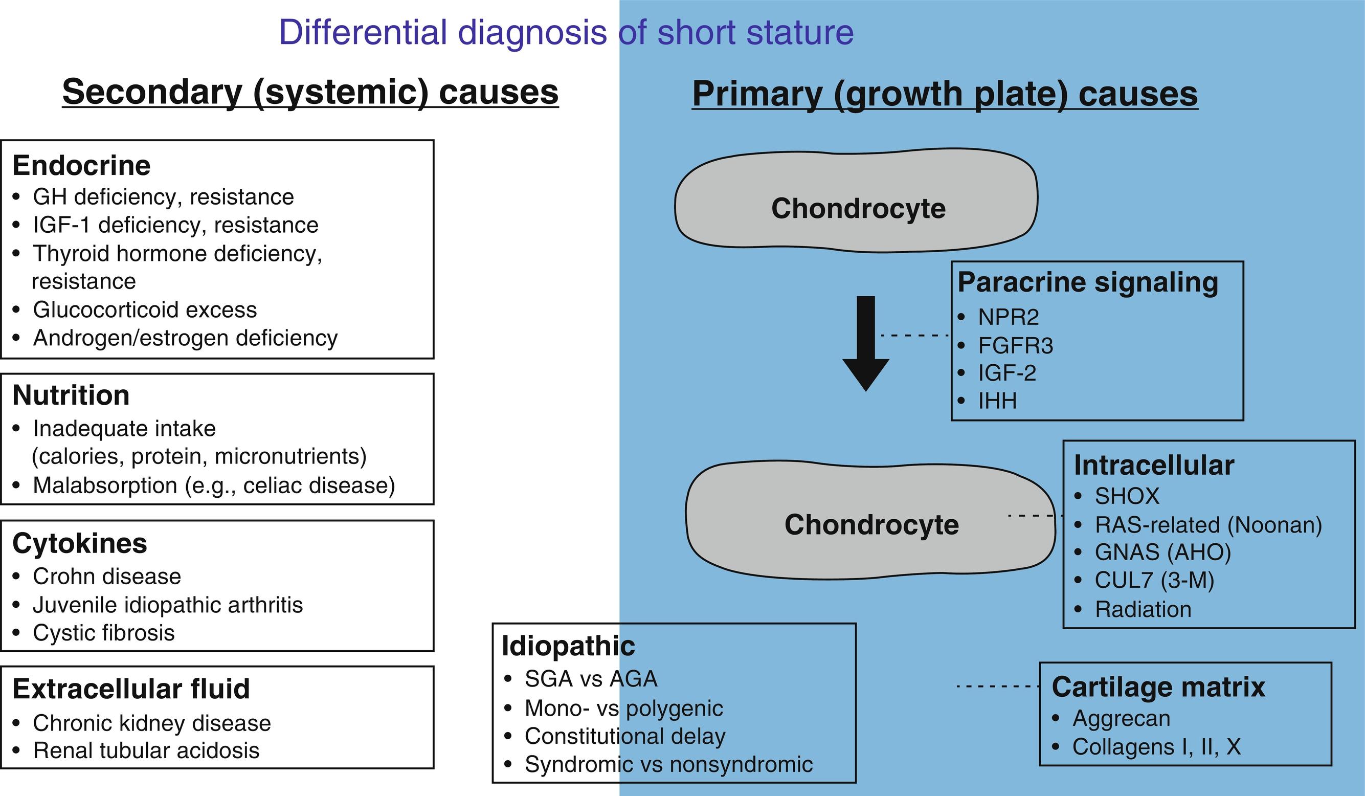 Fig. 11.4, The differential diagnosis of short stature. Short stature is caused by decreased growth plate chondrogenesis, which can result either from a local abnormality, within the growth plate itself, or a systemic abnormality, which then secondarily affects growth plate chondrocytes. The local causes include defects in autocrine/paracrine signaling, cartilage matrix, and intracellular regulatory systems. The systemic causes include endocrine, nutritional, cytokine, and extracellular fluid abnormalities. Idiopathic short stature is likely to be highly heterogeneous in etiology and include both systemic and local mechanisms. For each category, the diagram shows some examples of specific disorders and genes involved but does not present a complete list of known causes.