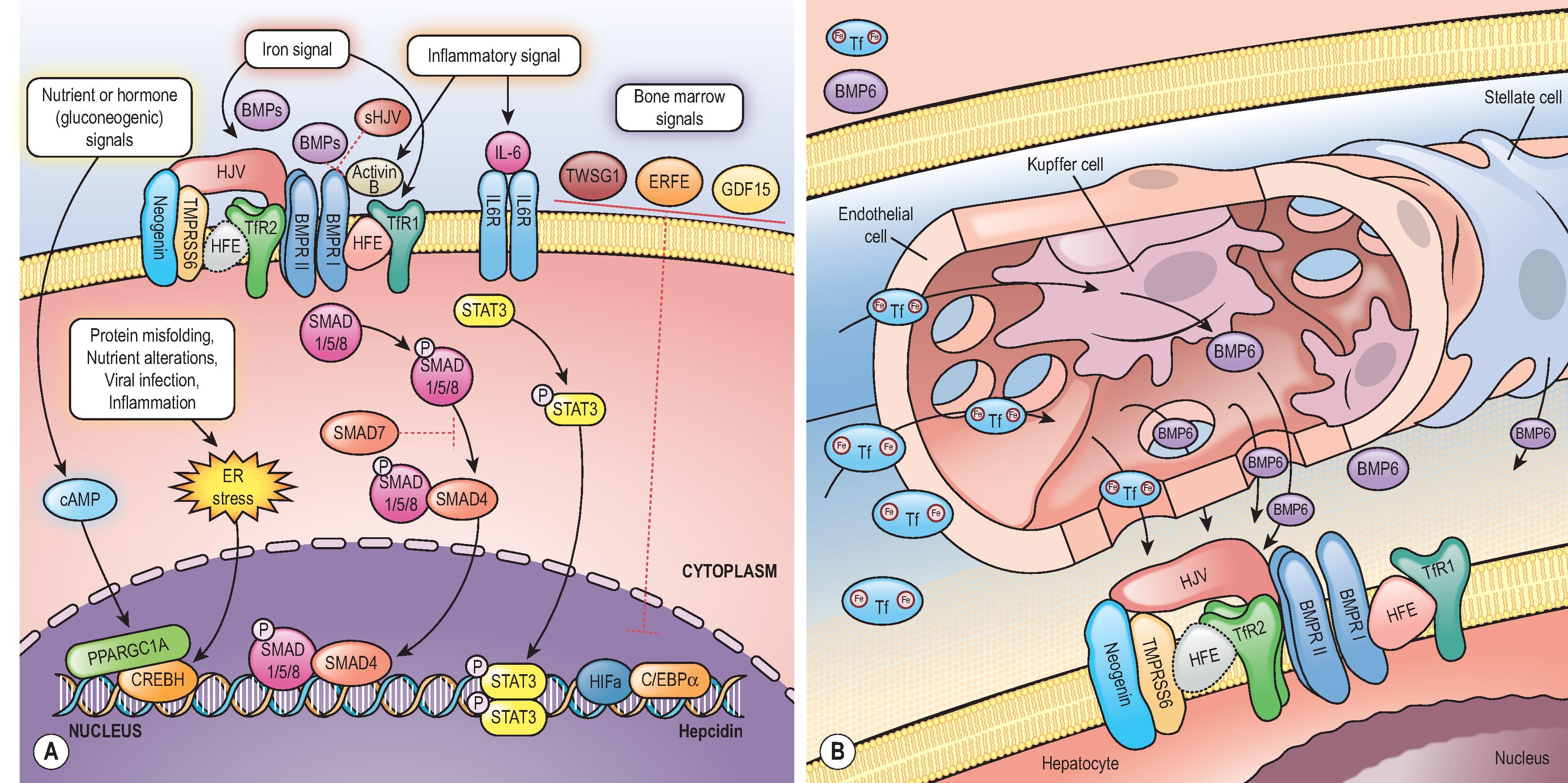 Figure 4.1, (A) Stimulatory and inhibitory signals and pathways controlling hepcidin transcription. The main hepcidin stimulatory signals identified include iron, inflammation/infection and endoplasmic reticulum (ER) /nutrient stress. The iron signal converge on a membrane-associated heterotetrameric signalling complex, composed of transferrin-iron, bone morphogenetic protein (BMP) ligands, two type I and two type II serine-threonine-kinase receptors, a co-receptor (haemojuvelin [HJV] ) and ancillary proteins (including HFE and TfR2) that trigger a common signal transduction cascade involving r-SMADs and co-SMADs and activate transcription of the hepcidin gene. Both HFE and transferrin receptor 2 ( TfR2 ) act as sensors for the iron signal and are necessary for optimal induction of the BMP/SMAD pathway. A key mediator of hepcidin response to inflammation is interleukin-6 (IL-6) , which stimulates hepcidin transcription through STAT3, possibly by interacting with the BMP/SMAD pathway. Activin B likely uses the BMP/SMAD pathways to induce hepcidin during inflammation. Hormonal and nutrient signals during activated gluconeogenesis induce hepcidin through cyclic adenosine monophosphate (cAMP) and involve the transcriptional co-activator PPARGC1A and CREBH, a transcription factor also responsible for hepcidin regulation by a variety of ER stressors. The main signals for hepcidin inhibition arise in the bone marrow during active erythropoiesis and include growth differentiation factor 15 (GDF15) , a member of the TGF-β superfamily, twisted gastrulation protein ( TWSG1) , a BMP-binding protein, and erythroferrone (ERFE) . Three ‘negative modulators’ of the BMP/SMAD signaling pathway have also been identified: the soluble form of HJV, a membrane serine protease matriptase-2 (TMPRSS6) that possibly cleaves HJV and SMAD7. Neogenin, a membrane receptor for RGM, has been proposed to stabilize HJV and participate in HJV shedding, but its role is still controversial. (B) The iron-sensing machinery in the liver. Iron transferrin from the portal vein enters the sinusoids and induces the local production of BMPs, such as BMP6, by sinusoidal cells and perisinusoidal cells. Both iron transferrin and BMPs engage the membrane-associated heterotetrameric signaling complex, in a manner similar to that as described in A. From Pietrangelo A, Genetics, genetic testing, and management of hemochromatosis: 15 years since hepcidin. Gastroenterology. 2015;149(5):1240–1251 .