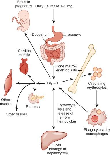 Figure 11-1, The body's iron economy. Although the average adult has 4 to 5 g of body iron, only 1 mg of dietary iron enters and leaves the iron economy on an average day. Dietary iron enters through the duodenum and becomes bound to plasma transferrin for delivery to tissues. The erythron is the largest site of iron use, but all cells require the metal. Storage iron is found primarily in the liver. Reticuloendothelial macrophages carry out iron recycling. Iron is lost from the body with bleeding and with exfoliation of skin and mucosal cells.