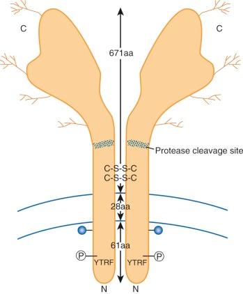 Figure 11-3, Structure of the dimeric transferrin receptor. The N-terminals of both subunits are inside the cell, and the C-terminals are outside. The 61–amino acid (aa) intracellular domain has three structural features that appear to play a role in endocytosis: a tyrosine-threonine-arginine-phenylalanine (YTRF) amino acid motif, a phosphorylated serine residue (encircled P) , and a covalently linked molecule of palmitic acid (solid circle) . The transmembrane domain is 28 amino acids long. The extracellular domain has 671 amino acids, including disulfide linkages (C-S-S-C) , as well as four glycosylation sites (branched lines) . A potential protease cleavage site is located between amino acids 100 and 101.