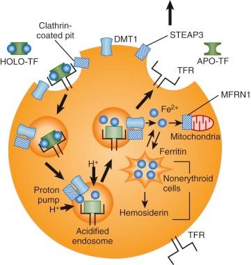 Figure 11-4, The endocytotic transferrin cycle. Apotransferrin (APO-TF) binds two atoms of iron per molecule to form diferric transferrin (HOLO-TF) . Diferric transferrin binds to the transferrin receptor (TFR) on the cell surface. The complex is internalized by invagination of clathrin-coated pits to form specific endosomes. The endosomes import protons, thus lowering the pH within the organelle and decreasing the affinity of transferrin for iron. Liberated iron is translocated through the endosome membrane to the cytoplasm by DMT1 after iron has been reduced from the ferric to the ferrous form by STEAP3. The iron released is shuttled to the mitochondria by mitoferrin 1 ( MFRN1 ) for synthesis of heme and to ferritin for storage. The apotransferrin-transferrin receptor complex recycles to the cell surface, where neutral pH promotes release of apotransferrin into serum for reuse. Details are given in the text.