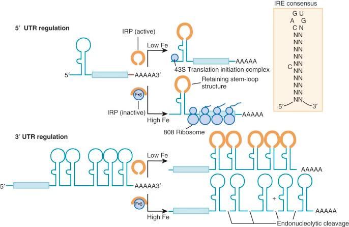 Figure 11-5, Iron response element (IRE) /iron regulatory proteins (IRP) regulation. Two mechanisms of action of IRPs are shown. An IRP molecule binds to an IRE stem-loop structure located in the untranslated regions (UTRs) of messenger RNA sequences. A consensus IRE structure is shown in the inset . Under low-iron or heme conditions, IRPs bind avidly to RNA. With abundant iron, no binding occurs. Binding of IRP to IRE elements in the 5′ UTR blocks translation. In contrast, binding of IRPs to 3′ UTR IRE elements protects messenger RNAs from degradation.