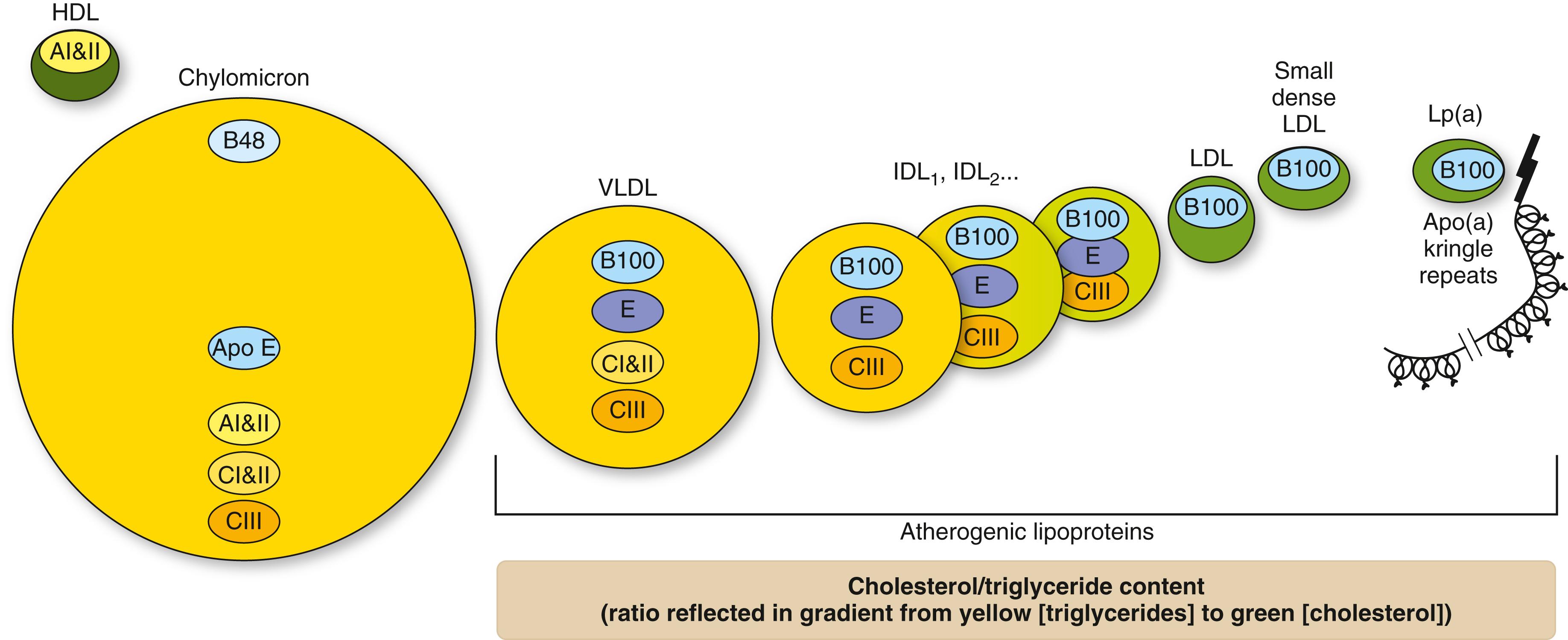 FIGURE 190-1, Relative size (not to scale) of triglyceride (yellow) and cholesterol (green) composition, major apolipoproteins, and atherogenicity of circulation lipoproteins.