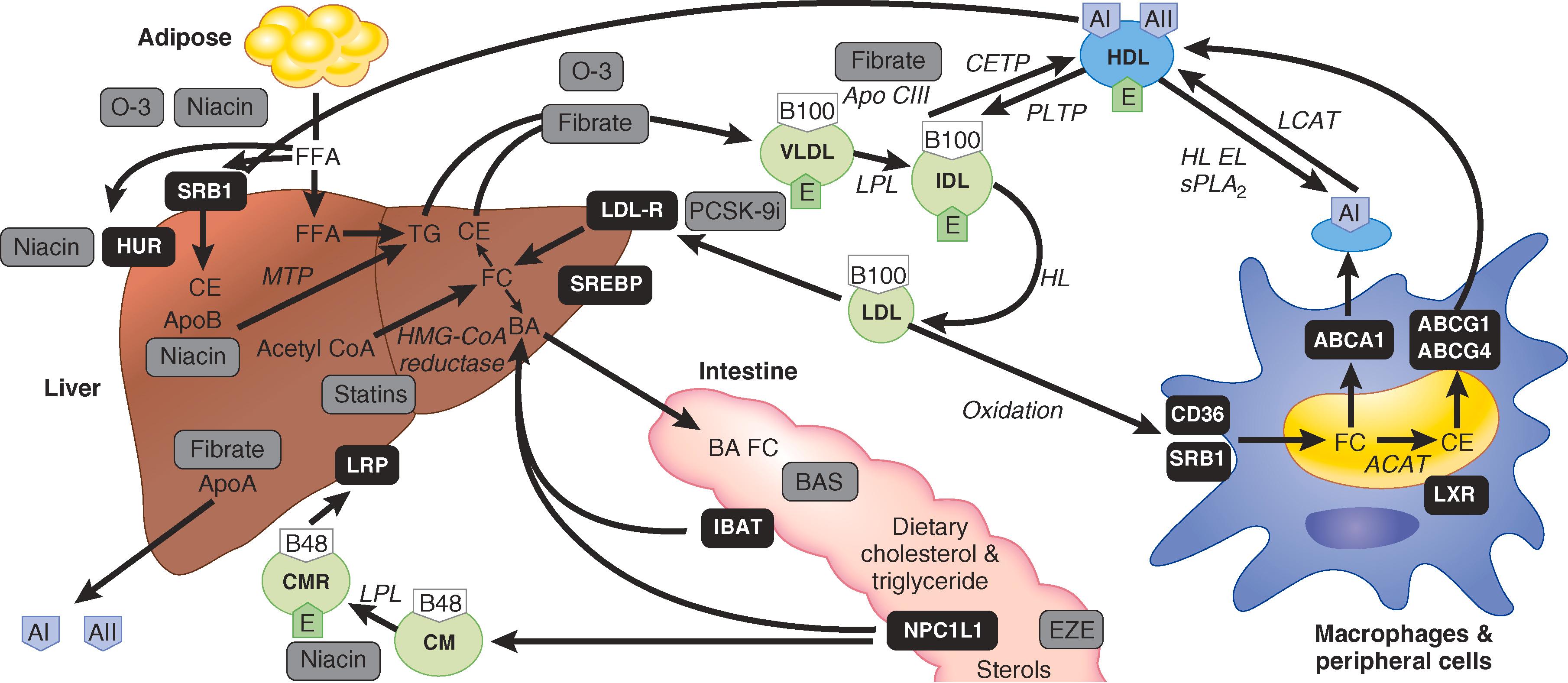 E-FIGURE 190-1, Overview of cholesterol, triglyceride, and apolipoprotein B lipoprotein metabolism and sites of drug action.