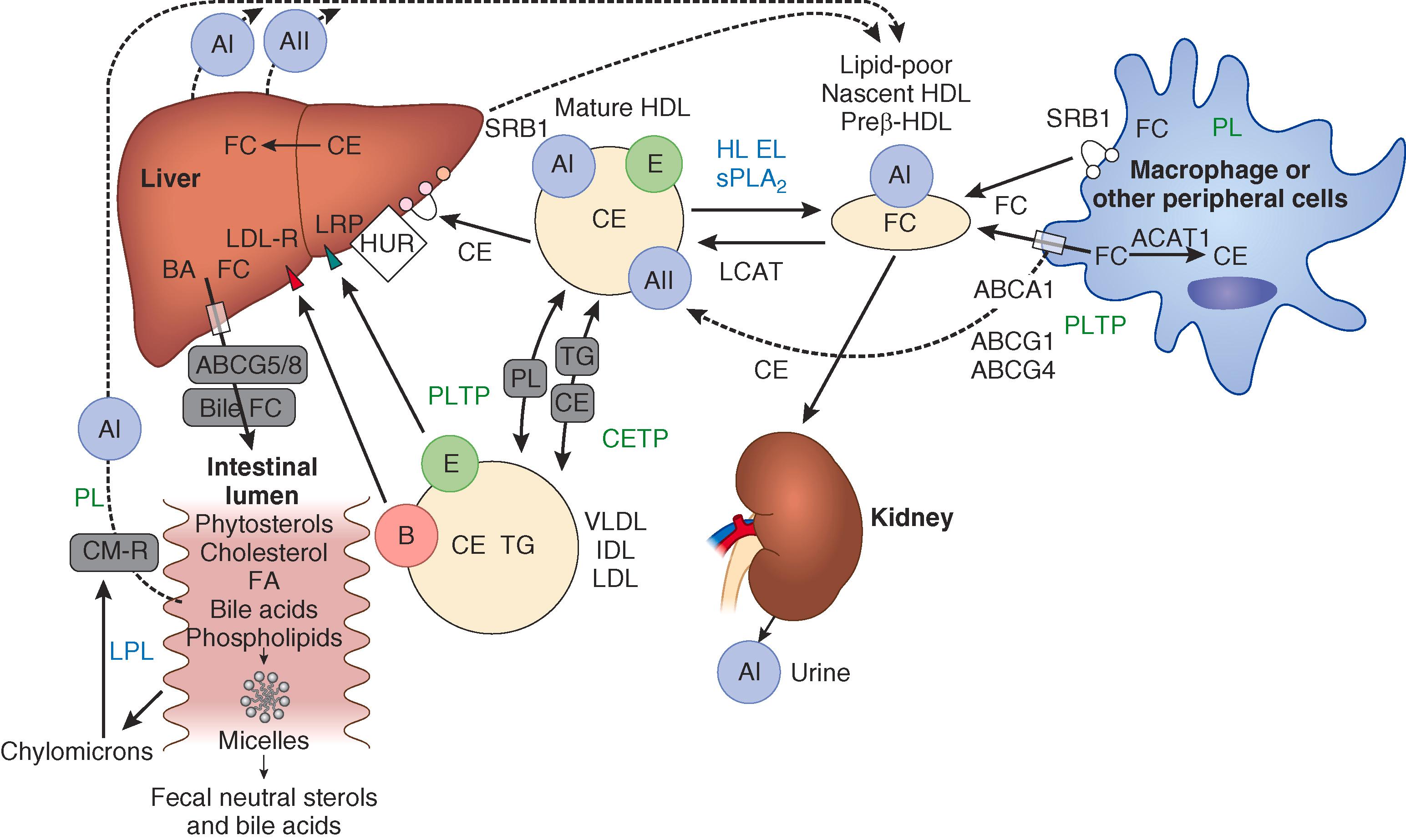 E-FIGURE 190-2, Overview of HDL metabolism and sites of drug action.