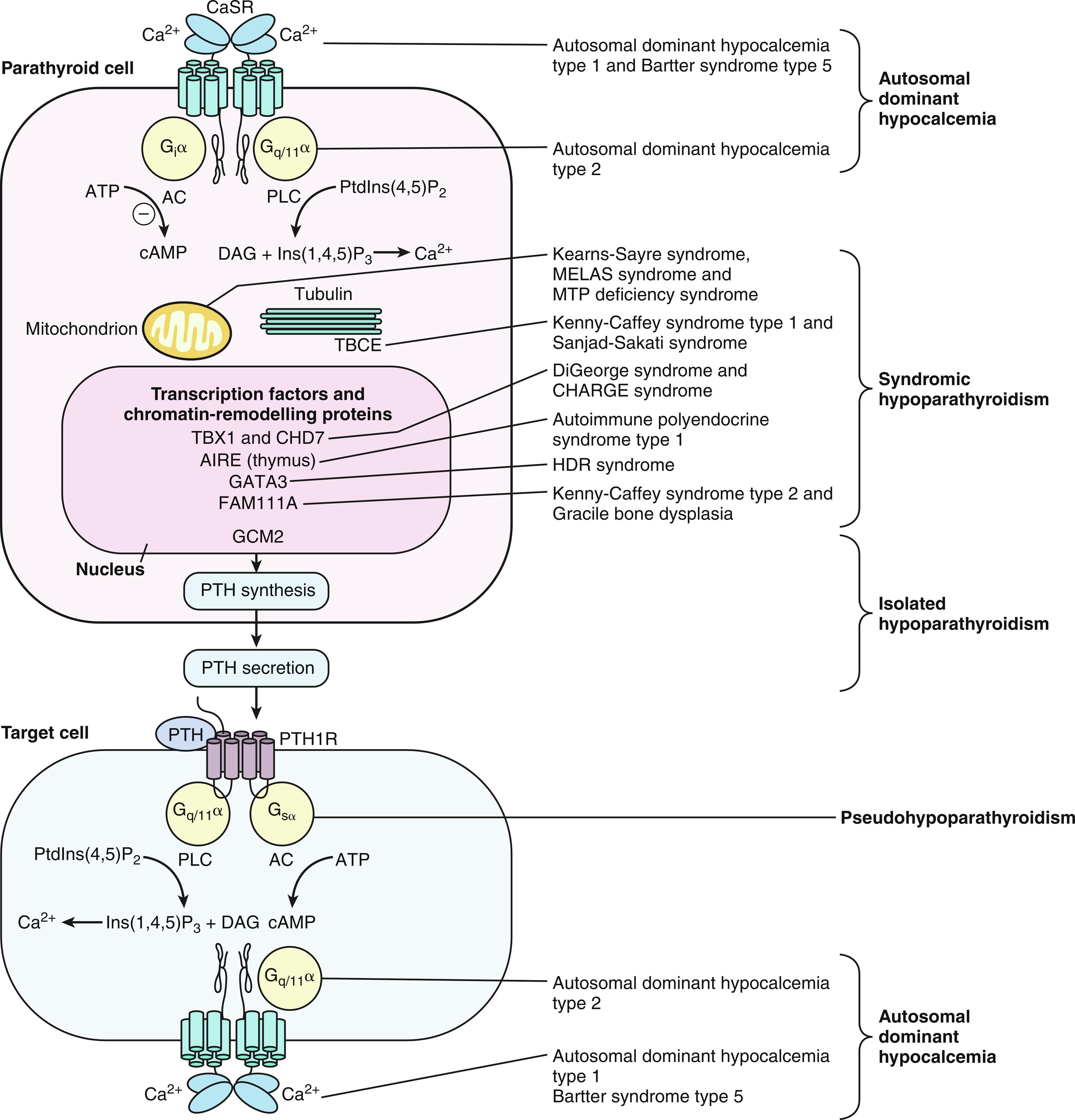 Fig. 20.1, Regulation of parathyroid hormone (PTH) secretion and genetic disorders resulting in hypoparathyroidism. In the parathyroid gland the calcium sensing receptor (CaSR) monitors the circulating Ca 2 + concentration and meditates the secretion of PTH that acts through the PTH receptor on the plasma membrane of the target bone or renal cell. Genetic errors in this pathway lead to hypoparathyroidism. AC, Adenylyl cyclase; AIRE, autoimmune regulator; ATP, adenosine triphosphate; Ca 2+ , ionized calcium, CaSR, calcium sensing receptor, cAMP, cyclic adenosine monophosphate; CHD, chromodomain; DAG, diacylglycerol; FAM111A, family with sequence similarity 111A; GATA3, GATA binding protein 3; GCM2, glial cell missing transcription factor 2; Ins(1,4,5)P3, inositol trisphosphate; PLC, phospholipase C; PtdIns, phosphatidylinositol; PTH, parathyroid hormone; PTH1R, PTHrP receptor; TBCE, tubulin-specific chaperone E; TBX1, T-box transcription factor 1.