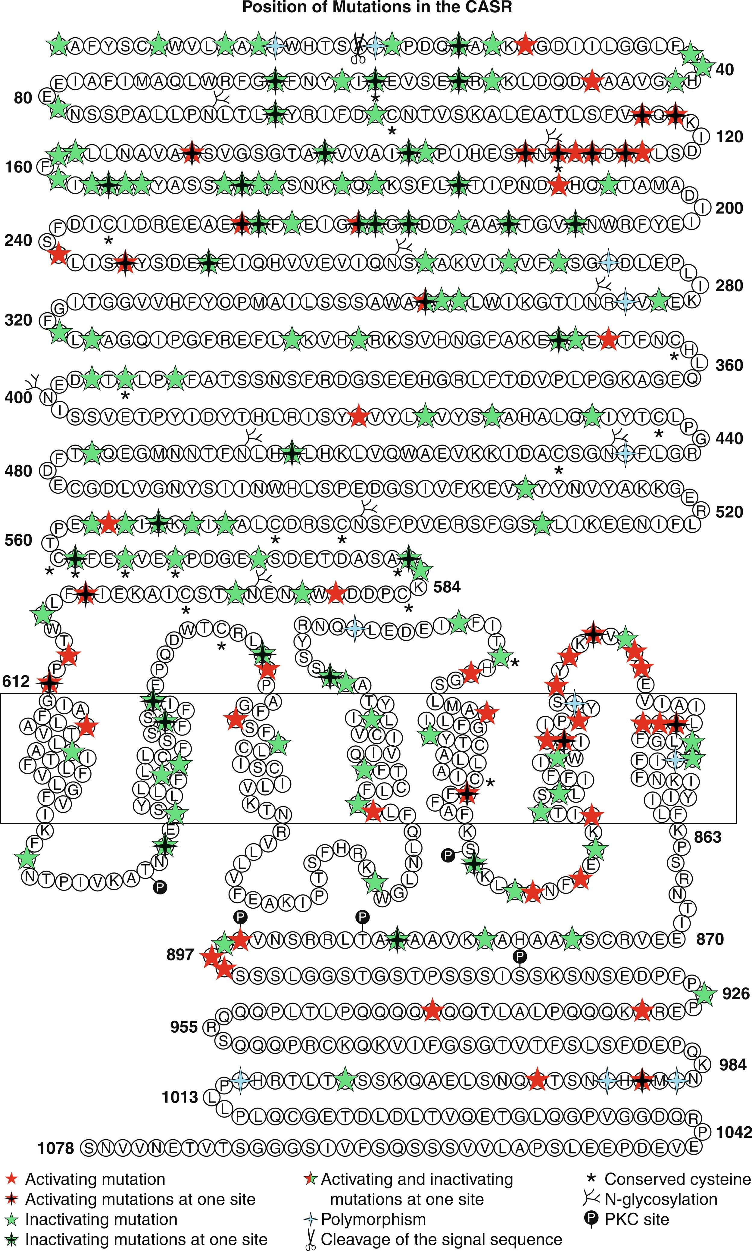 Fig. 20.4, Schematic view of the calcium sensing receptor (CaSR) depicting inactivating (hereditary/familial hypocalciuric hypercalcemia) and activating (autosomal dominant hypoparathyroidism) mutations. Note that mutations at adjacent codons may result in either a gain- or loss-of-function of the mutant CASR product (e.g., codons 565, 567, 568).