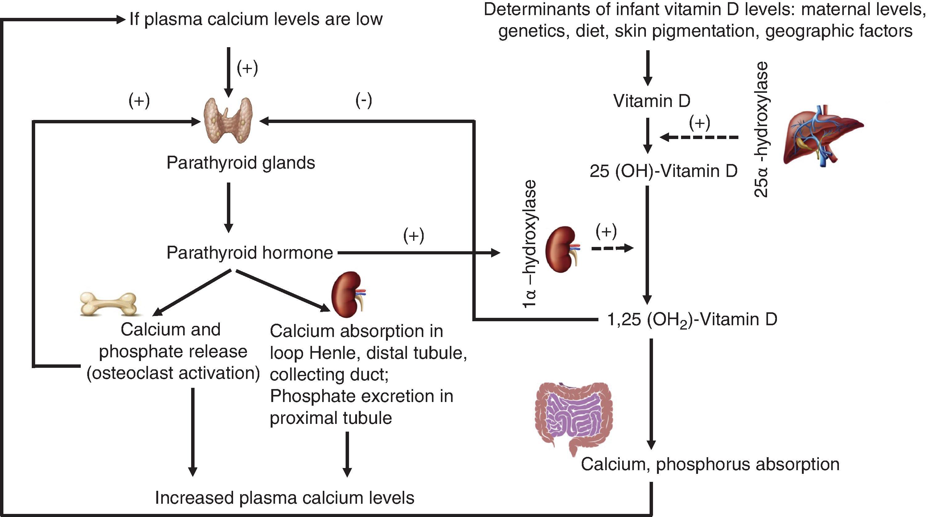 Fig. 28.1, Physiology of Calcium and Metabolism Regulation. (Modified from Montaner Ramón A. Risk factors of bone mineral metabolic disorders. Semin Fetal Neonatal Med. 2020;25[1]:101068. doi: 10.1016/j.siny.2019.101068 .)