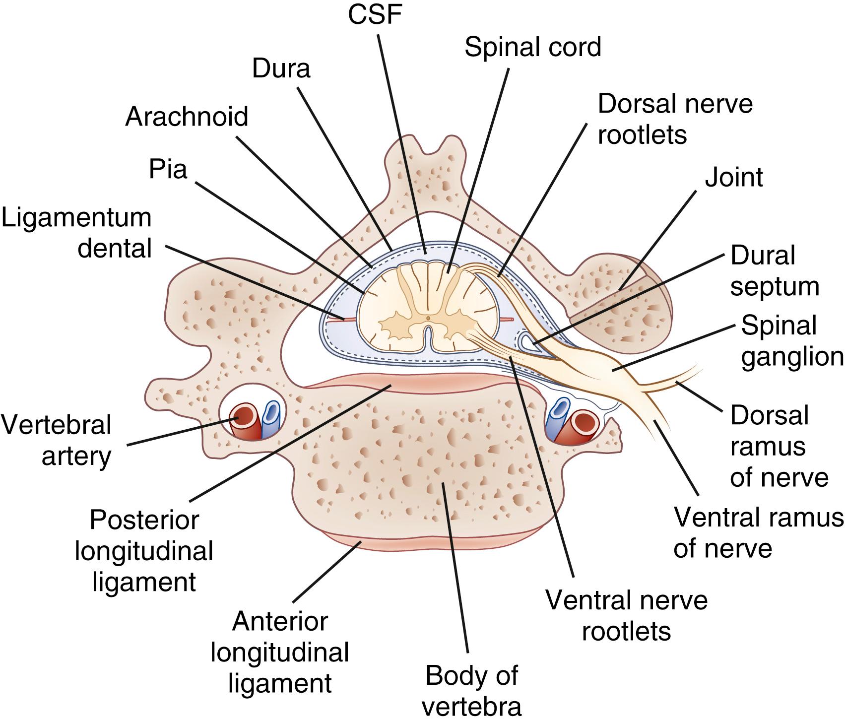 Fig. 105.1, Relations of Dura to Bone and Roots of Nerve Shown in an Oblique Transverse Section.