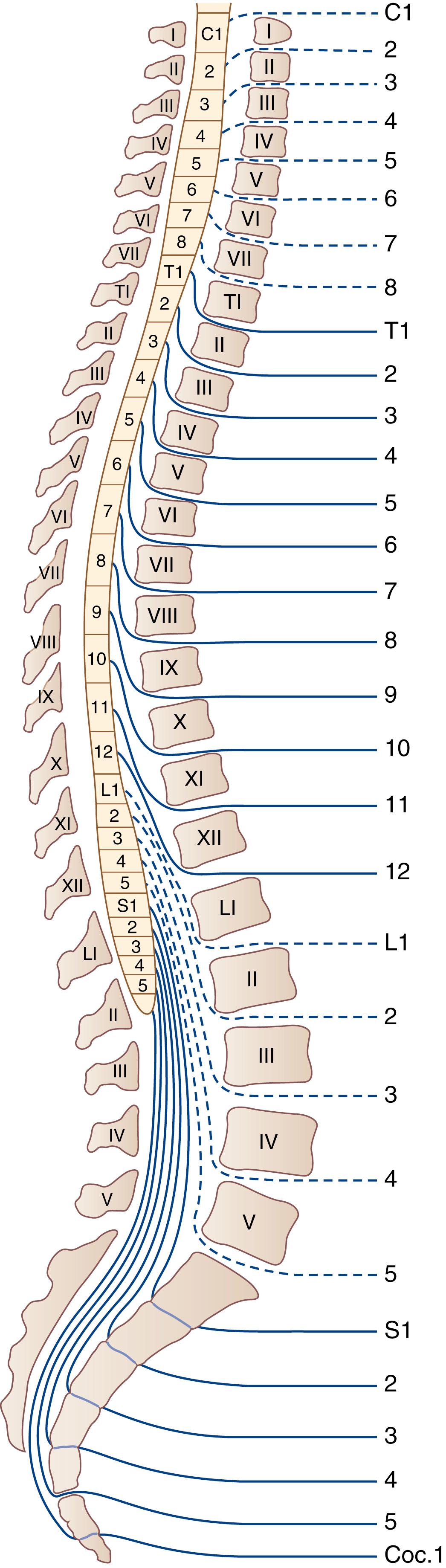 Fig. 105.2, Relationship of Spinal Segments and Nerve Roots to Vertebral Bodies and Spinous Processes in the Adult.