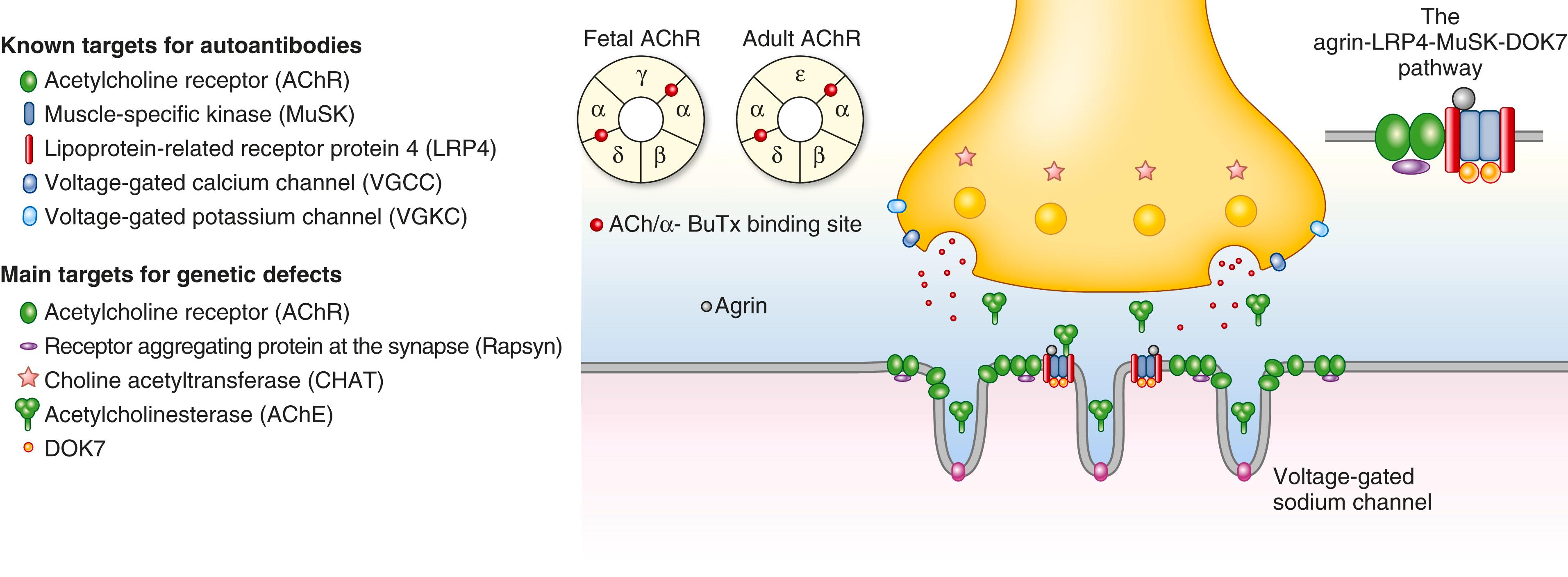 FIGURE E-E- 390-1, Diagrammatic representation of the neuromuscular junction, indicating the ion channels, receptors, enzymes, and associated proteins that are the most frequent targets for autoimmune diseases (left) or mutations in genetic disease (right).