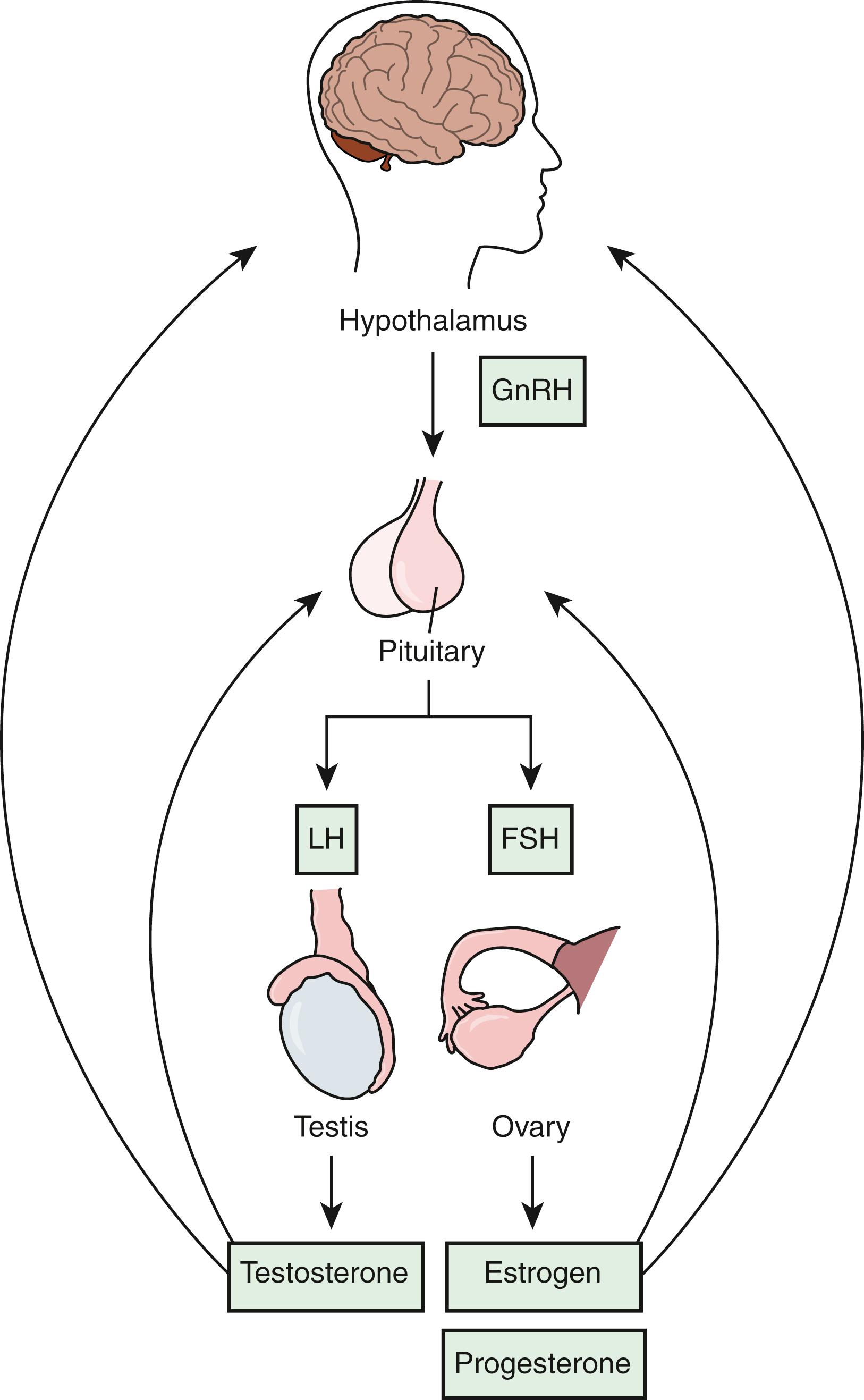 Fig. 55.1, Normal hypothalamic-pituitary-gonadal axis. FSH, follicle-stimulating hormone; GnRH, gonadotropin-releasing hormone; LH, luteinizing hormone.