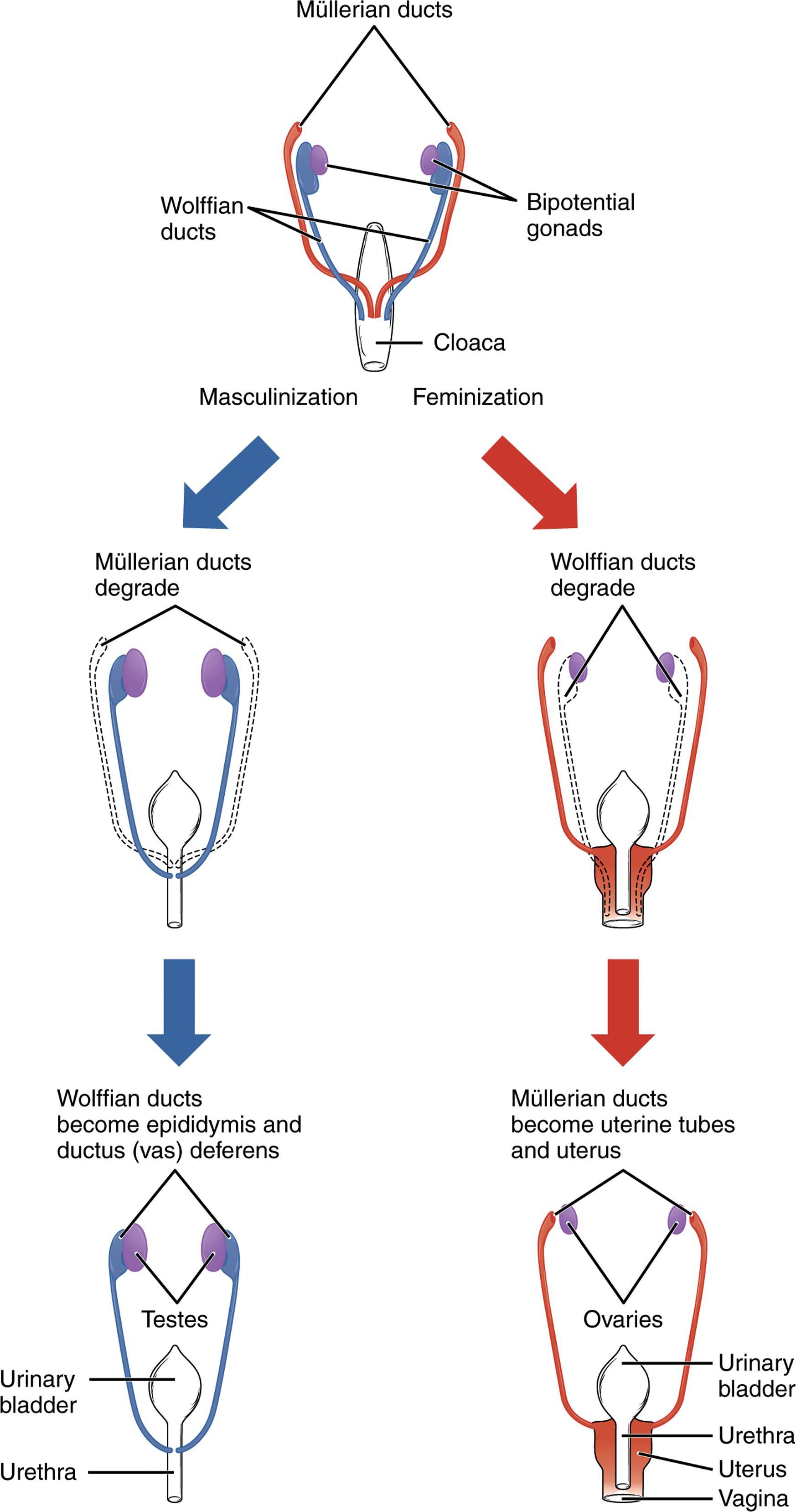 Fig. 29.1, Formation of Bipotential Gonads, Wolffian Ducts, and Müllerian Ducts.