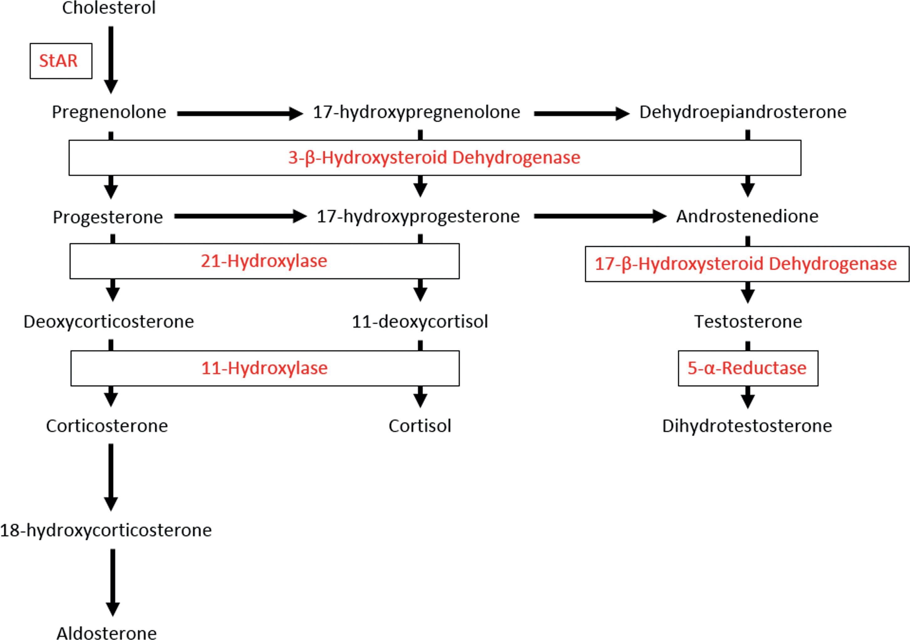 Fig. 29.2, Biosynthesis of Aldosterone, Cortisol, Testosterone, and Dihydrotestosterone.