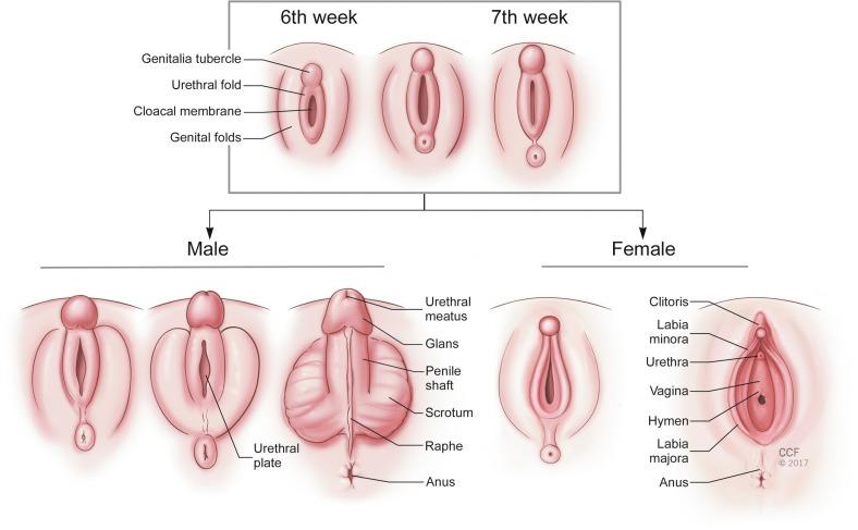 Fig. 4.1, Male-female genital development. DHT is vital factor in the development of the external genitalia.
