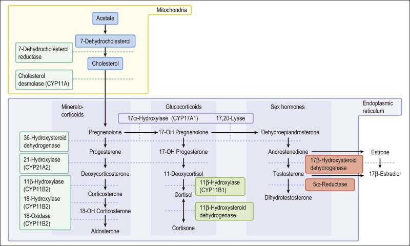 Disorders of Sexual Development - Clinical Tree