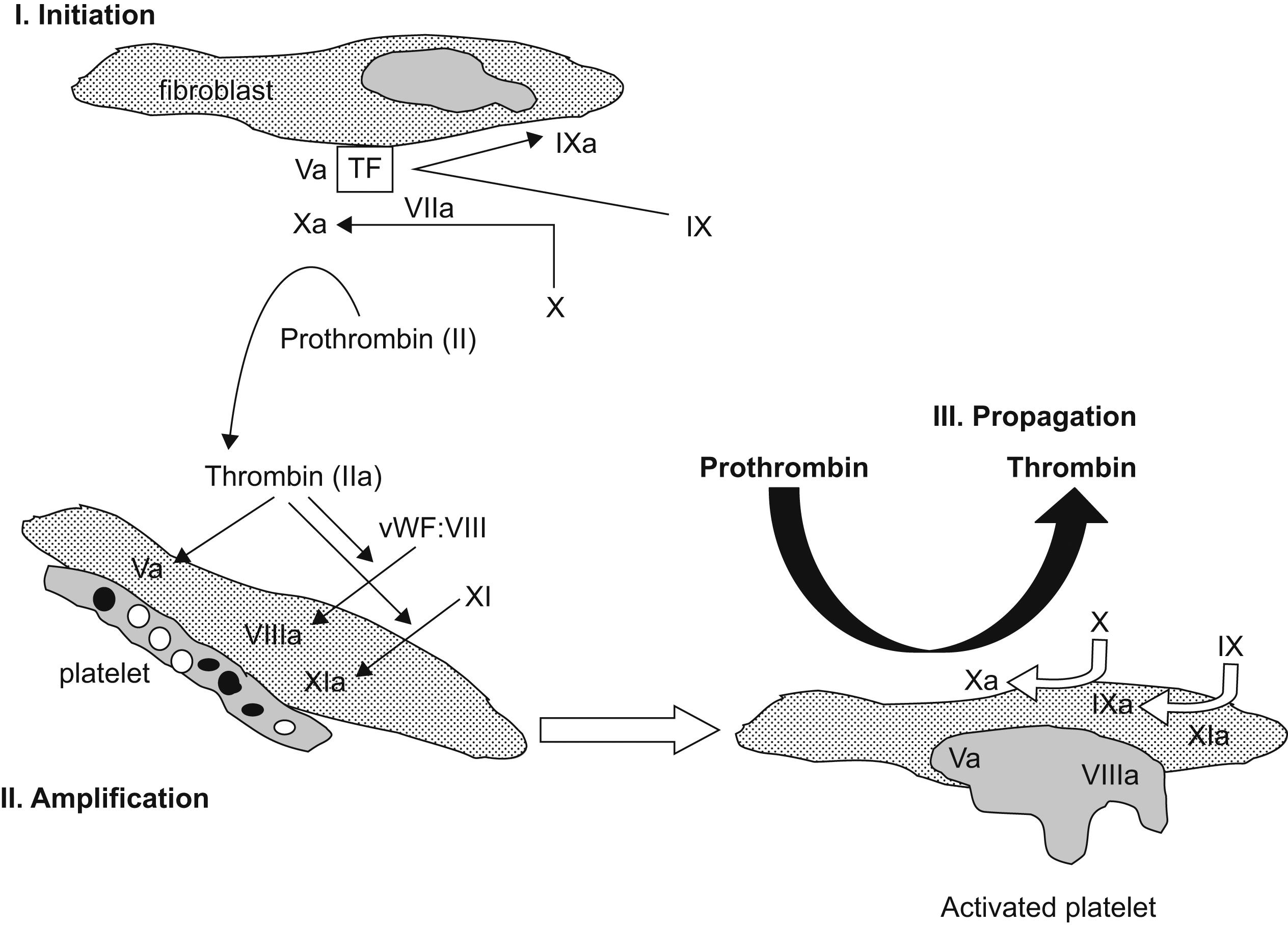 Figure 13.1, A cell-based model of coagulation. The three phases of coagulation occur on different cell surfaces: Initiation on the tissue-factor bearing cell: Amplification on the platelet as it becomes activated; and Propogation on the activated platelet surface.