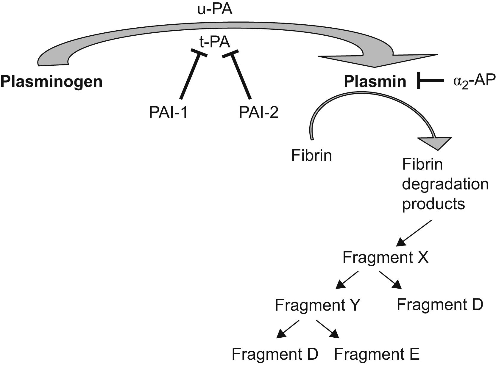 Figure 13.2, The fibrinolytic pathway. Plasminogen is converted enzymatically to plasmin by t-PA or by u-PA. Plasmin cleaves fibrin and fibrinogen into fibrin degradation products. Major inhibitors of the fibrinolytic pathway are depicted. PAI-1 and PAI-2 inhibit t-PA. Plasmin activity is inhibited by a2-AP. Abbreviations: t-PA , tissue plasminogen activator; u-PA , urokinase; PAI-1 , plasminogen activator inhibitor 1; PAI-2 , plasminogen activator inhibitor 2; a2-AP , alpha 2 anti-plasmin. (T=inhibition).
