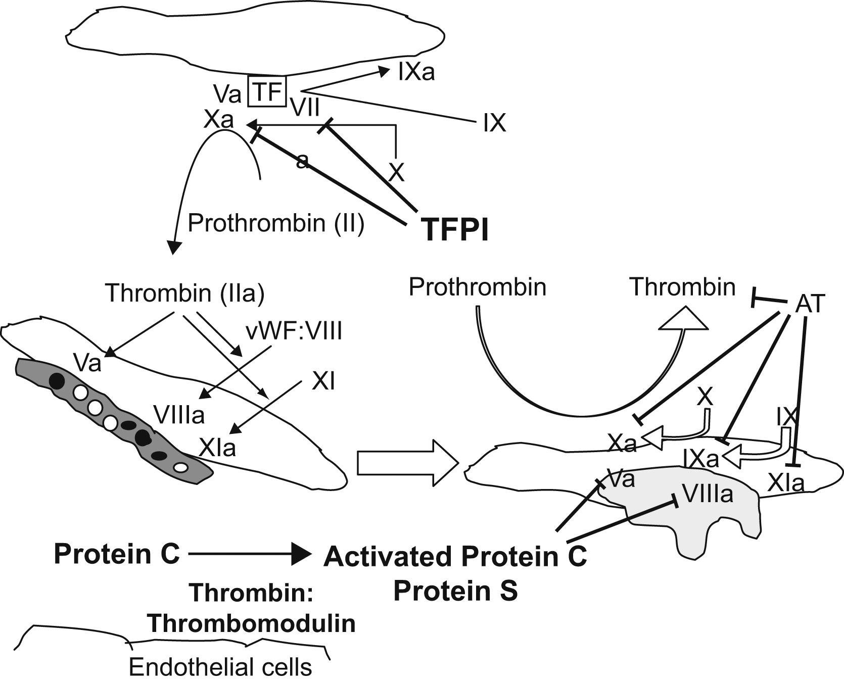 Figure 13.3, Major inhibitory proteins of coagulation. TFPI, AT, protein C and protein S are depicted with their target coagulation factor substrates. Abbreviations: TFPI , tissue factor pathway inhibitor; AT , antithrombin. (T=inhibition).