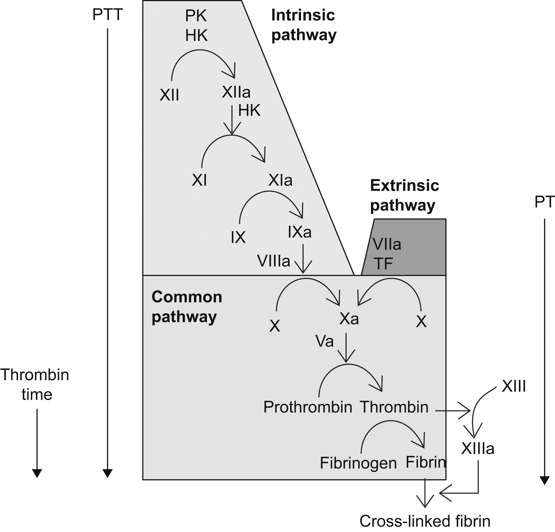 Figure 13.5, A conceptualization of commonly used screening tests of coagulation and the coagulation parameters they measure. Abbreviations: PTT , partial thromboplastin time; PT , prothrombin time.