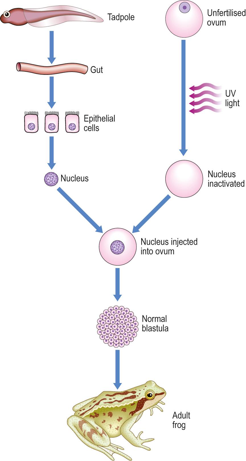 Fig. 4.8, Potential of the genome of somatic cells.