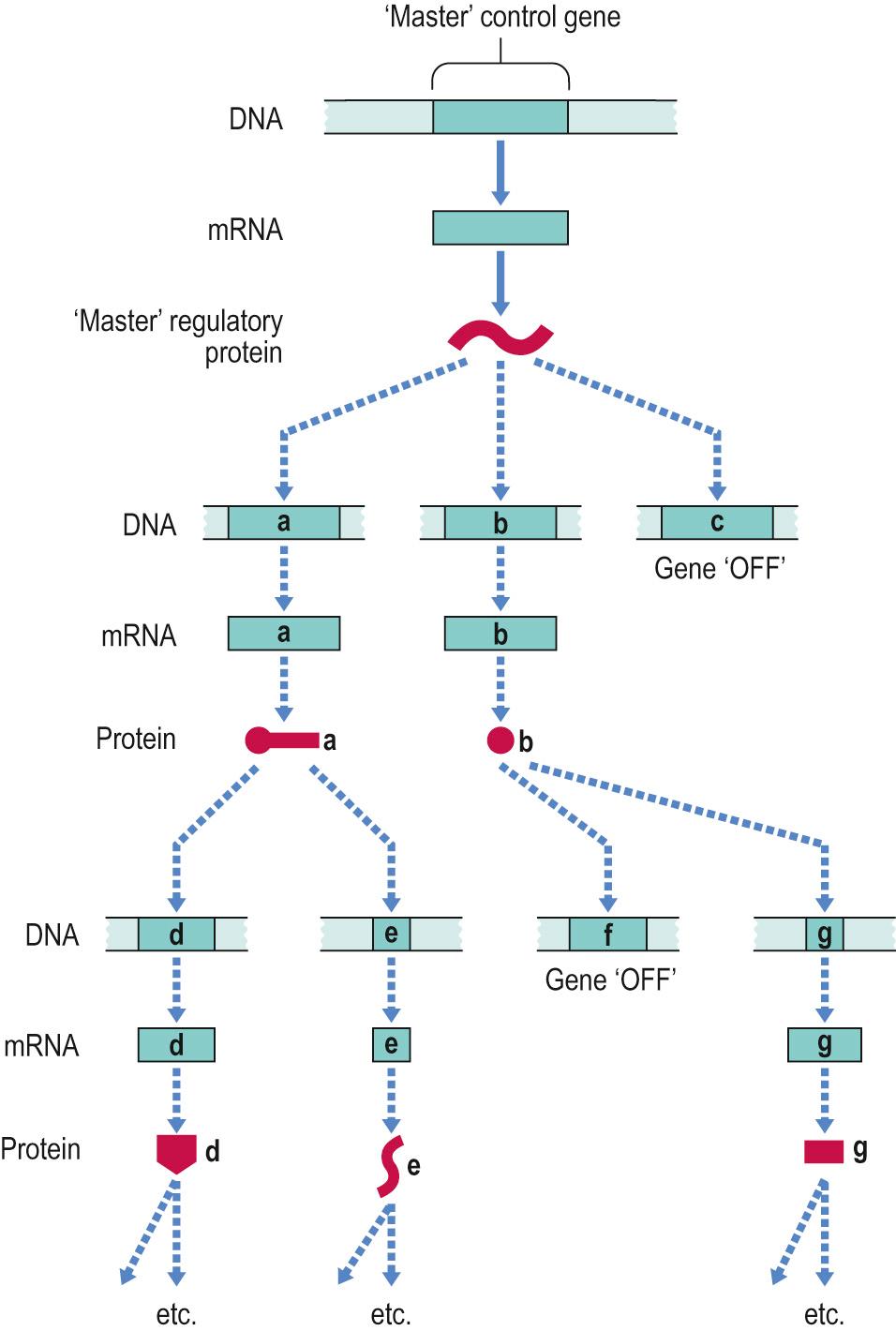Fig. 4.9, Interaction of genes.