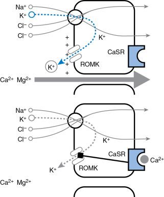 Figure 77.3., When calcium binds the calcium sensing receptor it slows potassium efflux form the thick ascending limb of the loop of Henle cell, lowering the positive tubular charge that drives magnesium and calcium reabsorption, which antagonizes the renal outer medullary potassium.