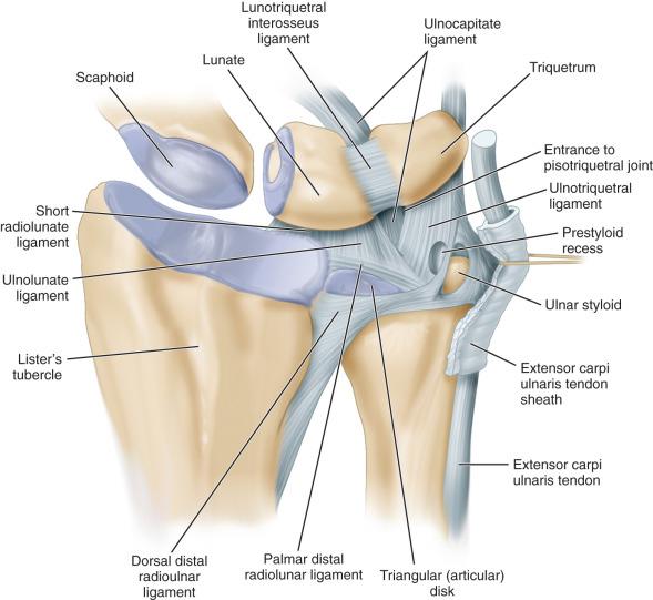 Fig. 72.1, Anatomy of the triangular fibrocartilage complex and associated structures.