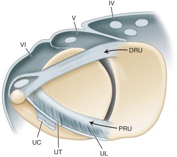 Fig. 72.5, A cross-sectional diagram of the ulnar side of the wrist.