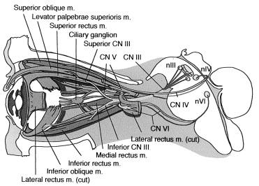 Figure 46.1, Schematic lateral view of the brainstem and left orbit in a normal individual. The lateral rectus is cut to expose the contents of the orbit. The cranial nerve nuclei, cranial nerves, and extraocular muscles are labeled. (CN, cranial nerve; n, nucleus.)