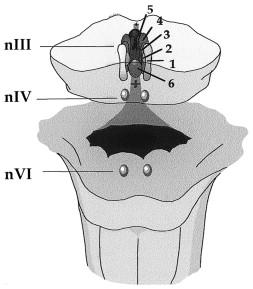 Figure 46.3, Schematic anterior view of the human brainstem showing details of the cranial nerve nuclei that innervate the extraocular muscles. (nIII=oculomotor nucleus; nIV=trochlear nucleus; nVI=abducens nucleus.) The nIII subnuclei are shown as follows, with the muscle they innervate in brackets: 1=ventral lateral [medial rectus]; 2=medial [superior rectus]; 3=intermediate lateral [inferior oblique]; 4=dorsal lateral [inferior rectus]; 5=central caudal [levator palpebrae superioris]; 6=Edinger-Westphal [visceral motor].