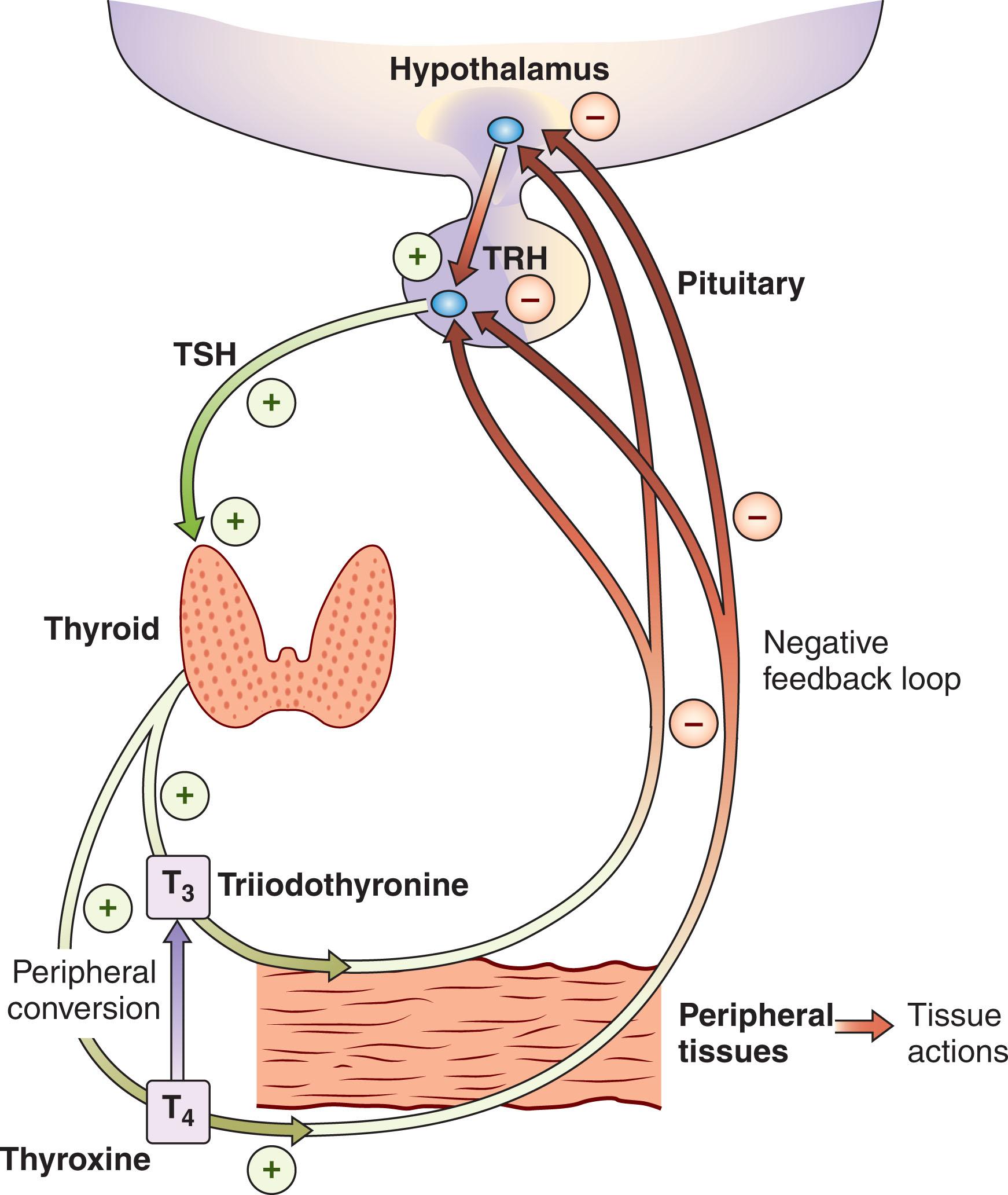 Fig. 86.1, The Hypothalamic–Pituitary–Thyroid Axis.