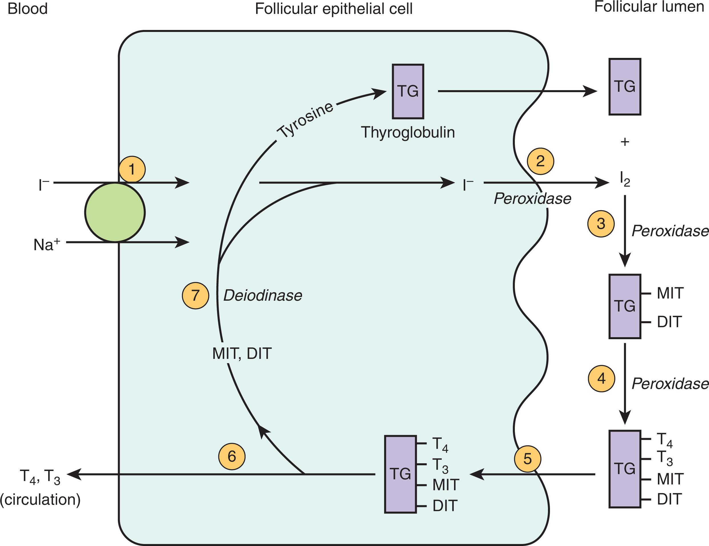 Fig. 86.2, Steps involved in the synthesis of thyroid hormones: (1) iodide transport; (2) oxidation of I − to I 2 ; (3) organification of I 2 into monoiodothyronine (MIT) and diiodothyronine (DIT) ; (4) coupling reaction of MIT and DIT to form triiodothyronine (T 3 ) and thyroxine (T 4 ) ; (5) endocytosis of thyroglobulin (TG) ; (6) hydrolysis of T 4 and T 3 , T 4 , and T 3 enter circulation; and (7) deiodination of residual MIT and DIT, recycling of I − and tyrosine.